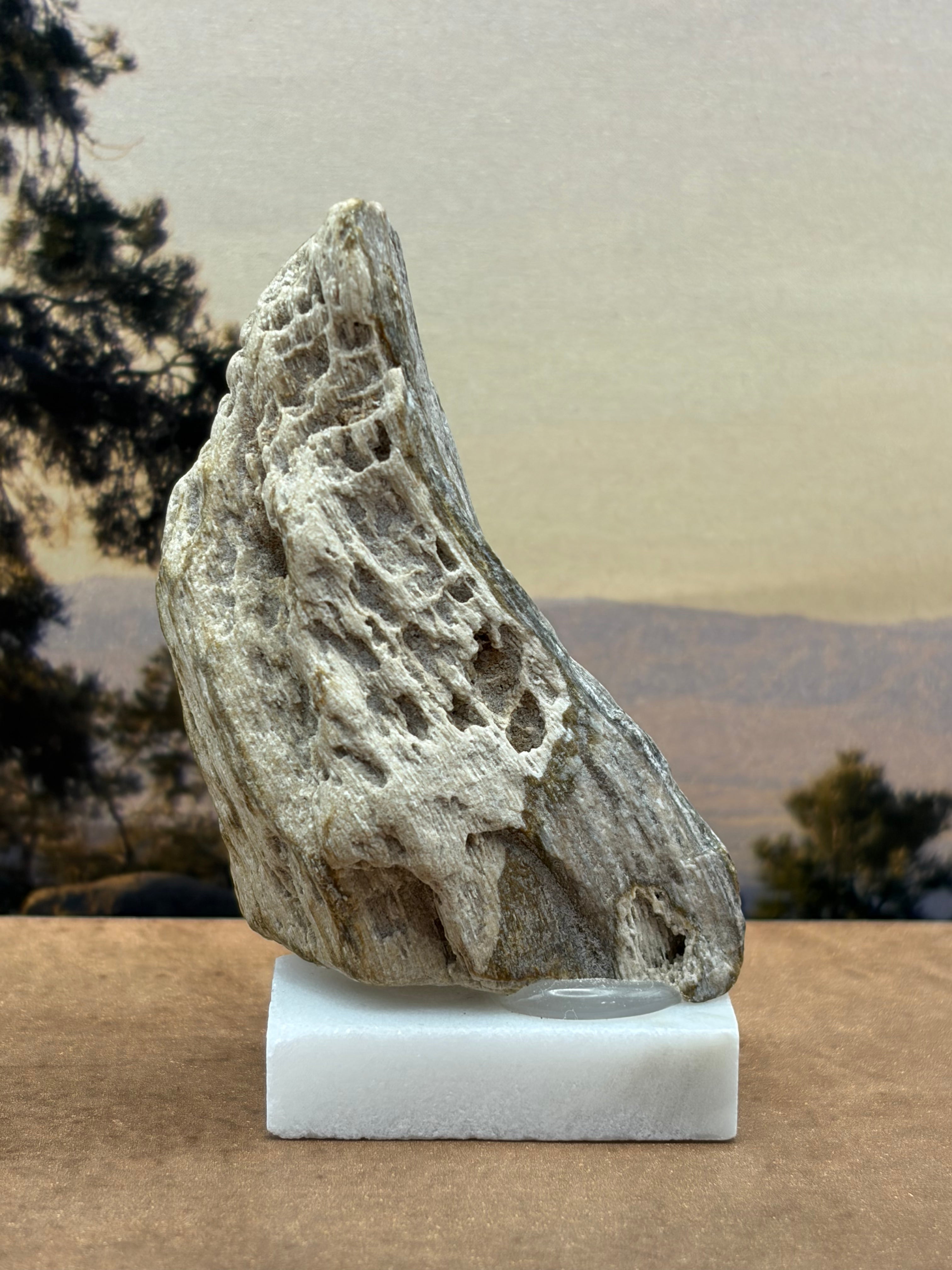 Small Petrified Wood Specimen with Druzy Crystals (with stand)