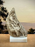 Small Petrified Wood Specimen "The Moon" (with stand)