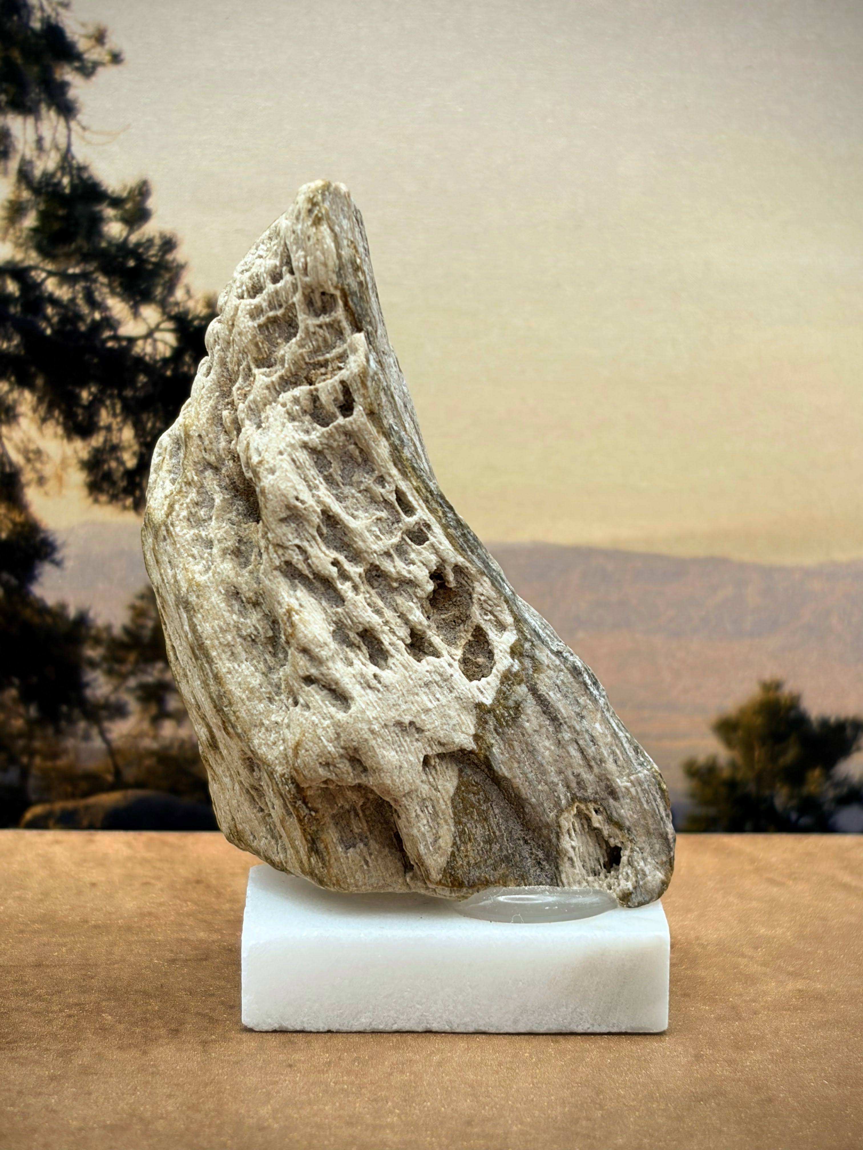 Small Petrified Wood Specimen "The Moon" (with stand)