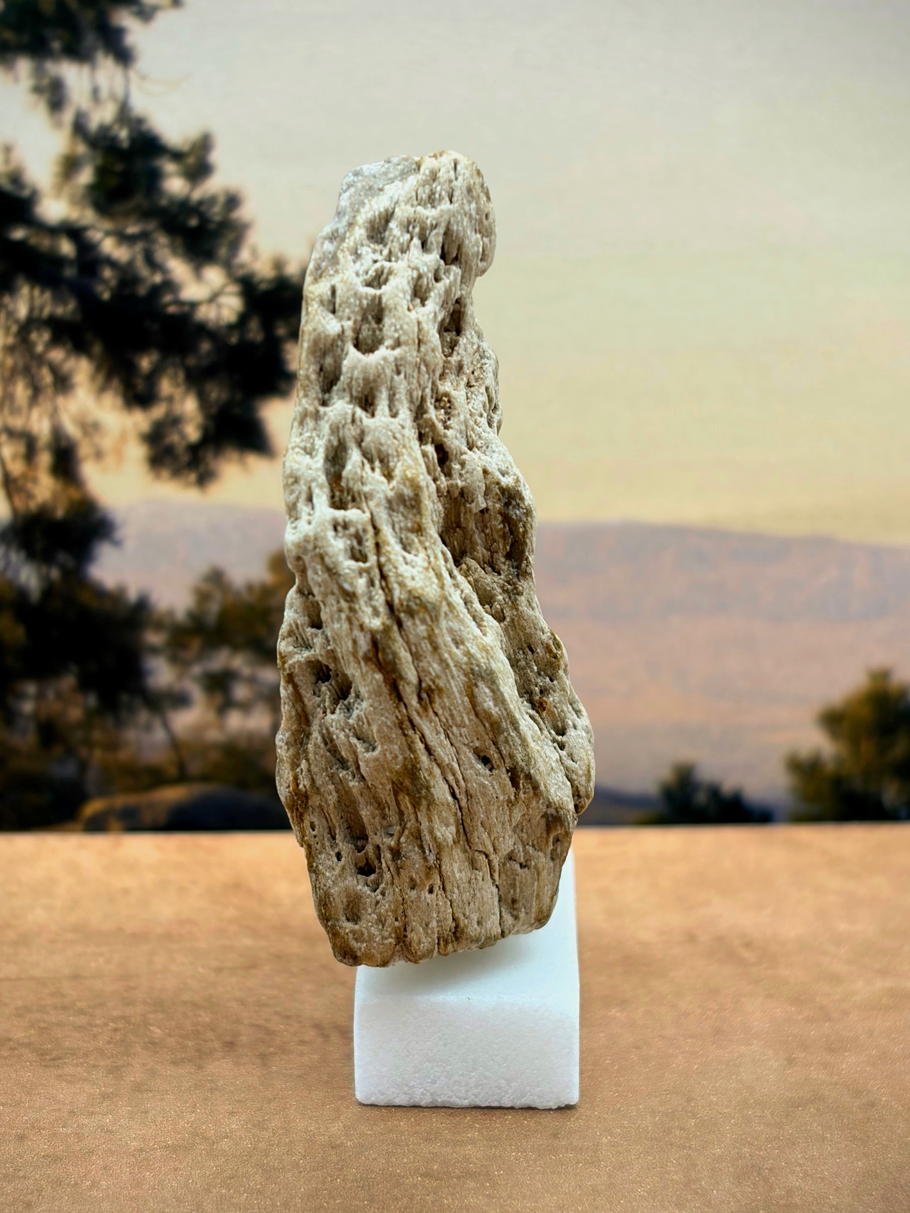 Small Petrified Wood Specimen "The Moon" (with stand)