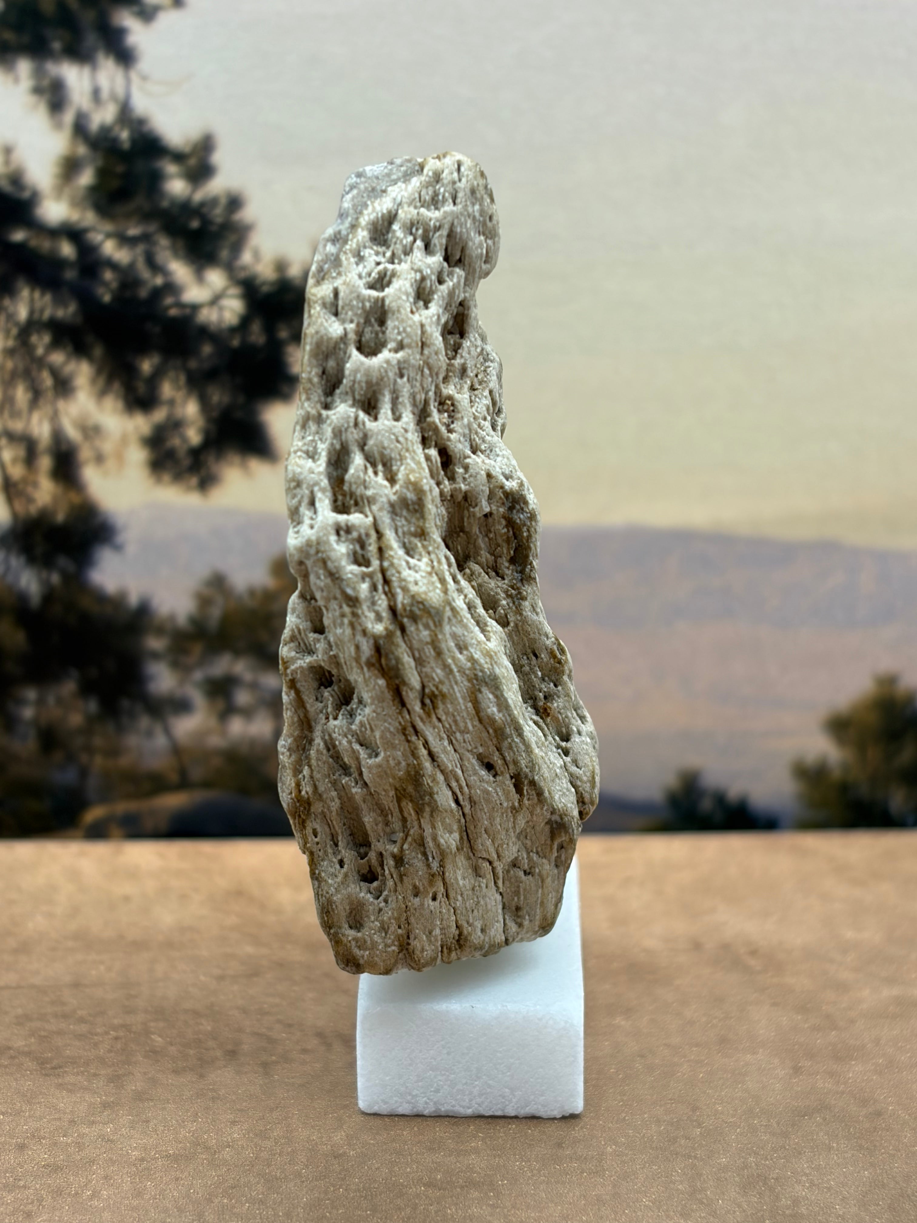 Small Petrified Wood Specimen with Druzy Crystals (with stand)