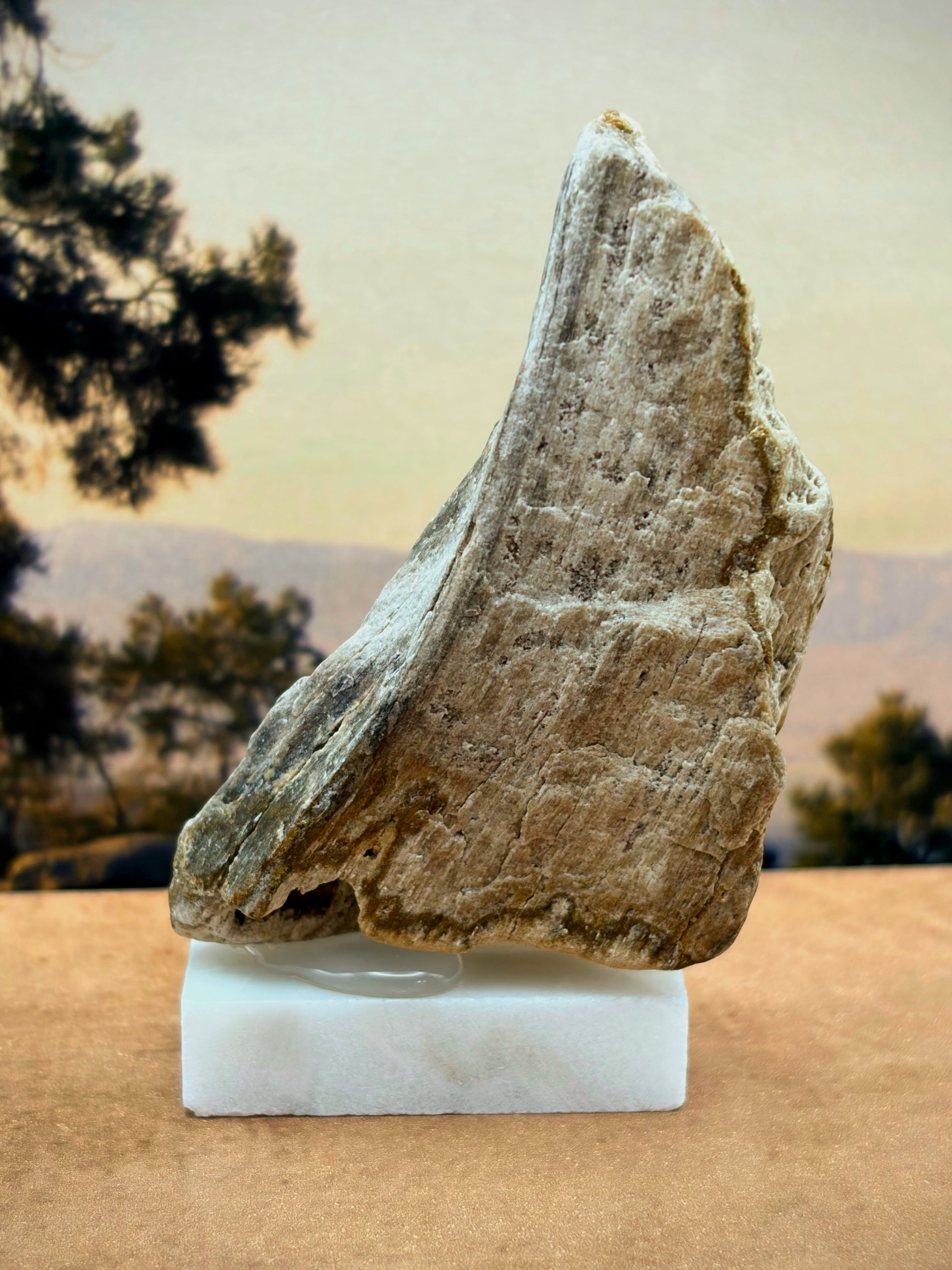 Small Petrified Wood Specimen "The Moon" (with stand)