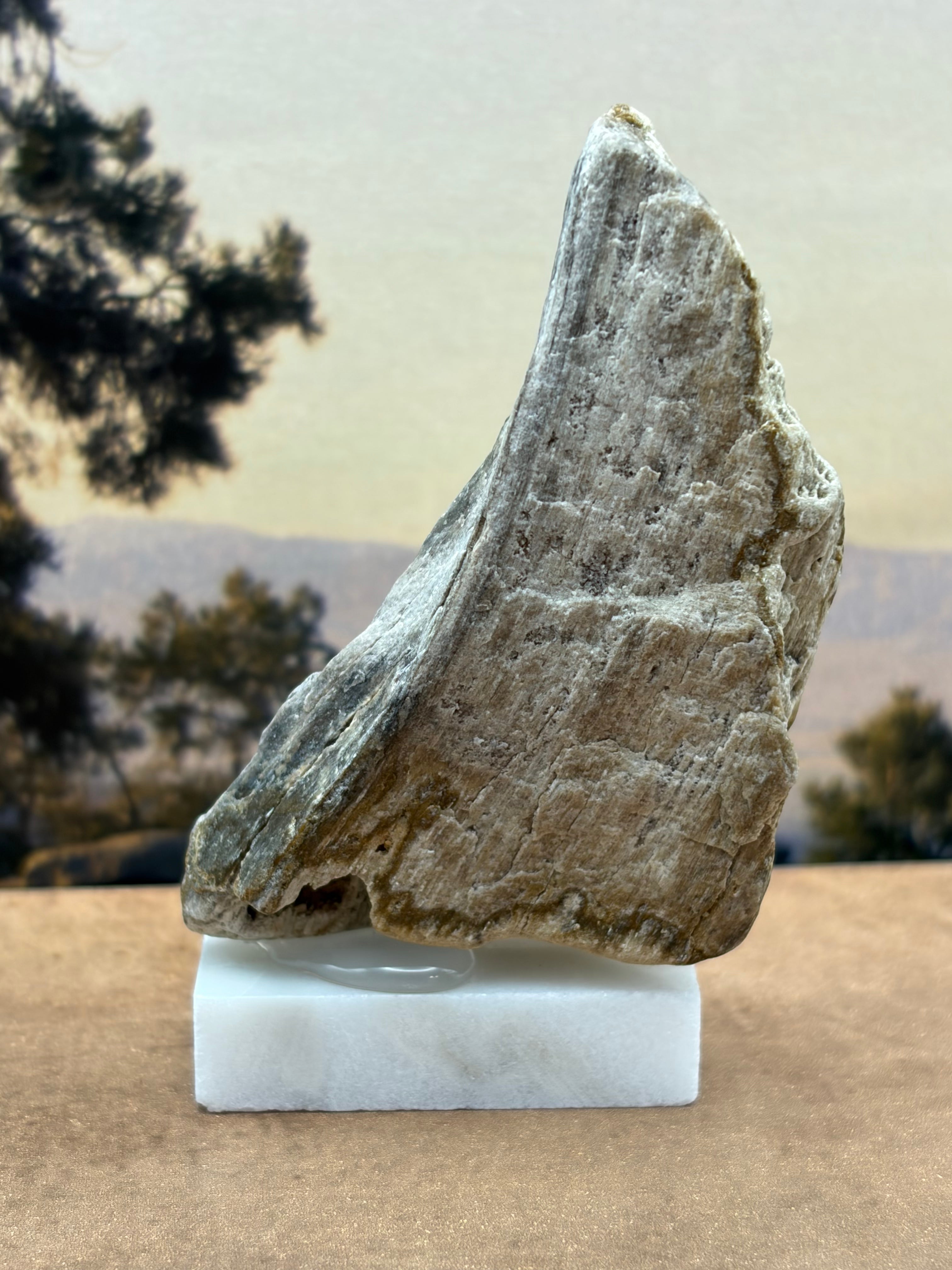 Small Petrified Wood Specimen with Druzy Crystals (with stand)
