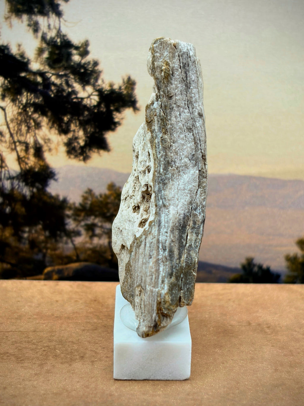 Small Petrified Wood Specimen "The Moon" (with stand)