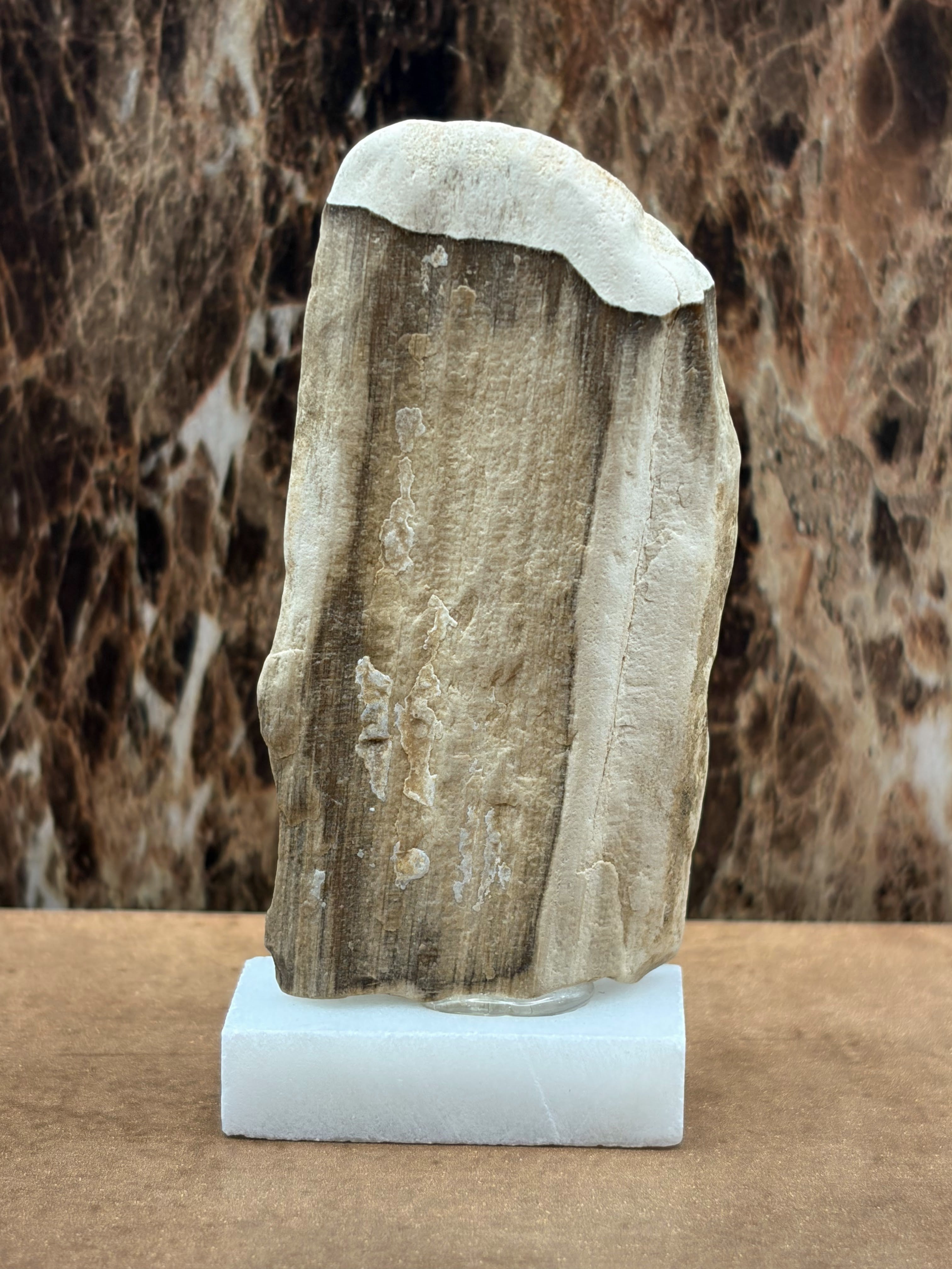 Small Petrified Wood Specimen (with stand)