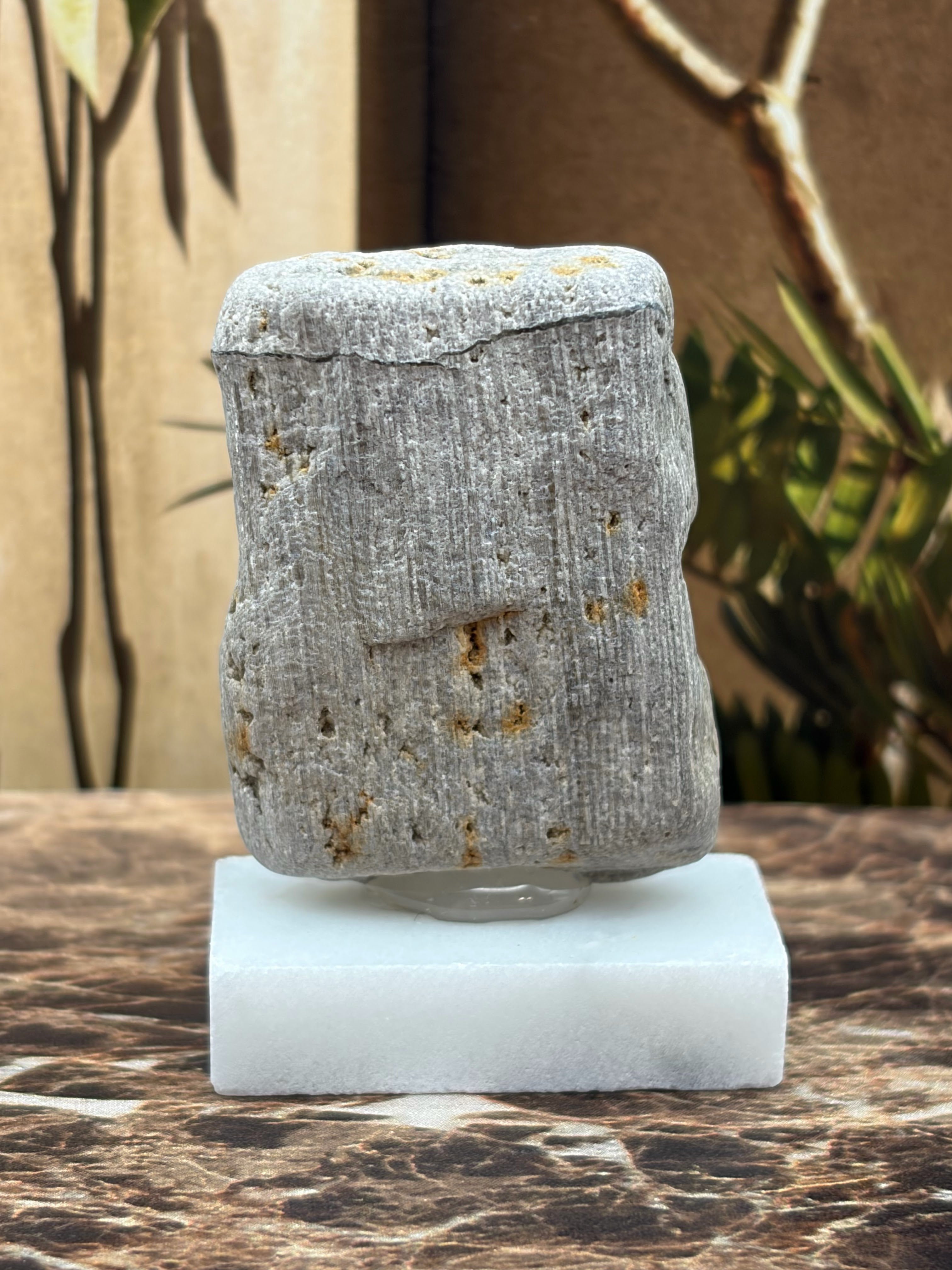 Small Petrified Palm Wood Specimen (with stand)