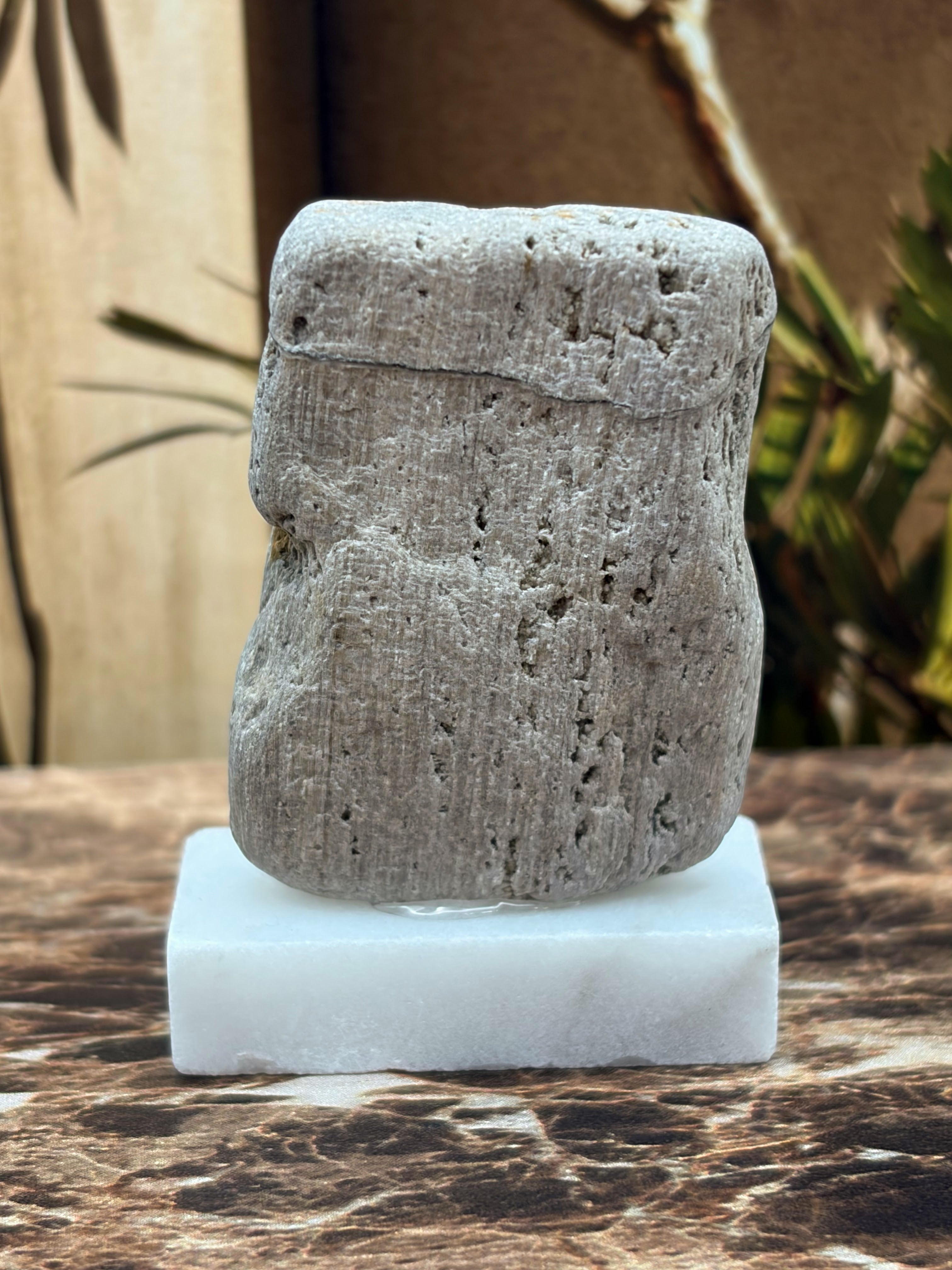 Small Petrified Palm Wood Specimen (with stand)