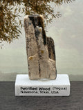 Small Petrified Wood Specimen (with stand)