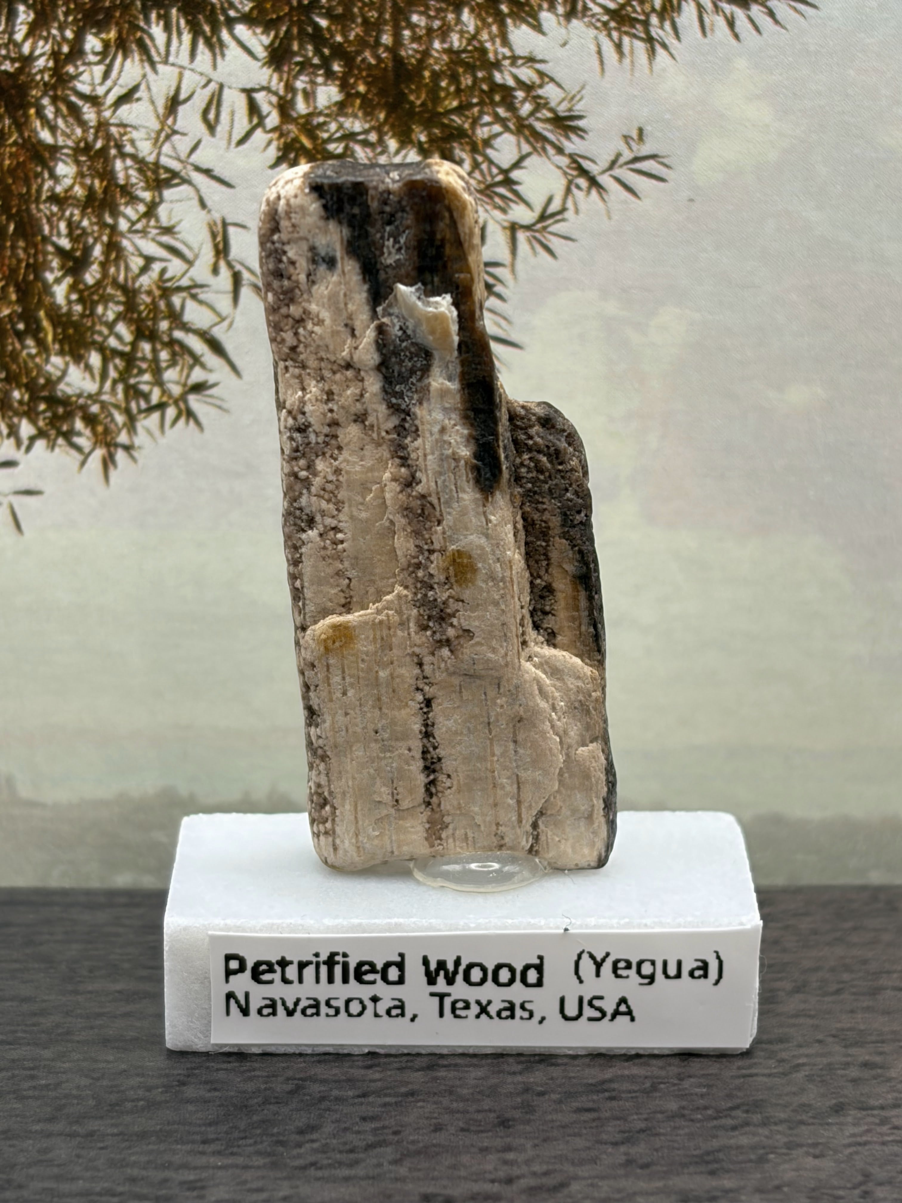 Small Petrified Wood Specimen (with stand)