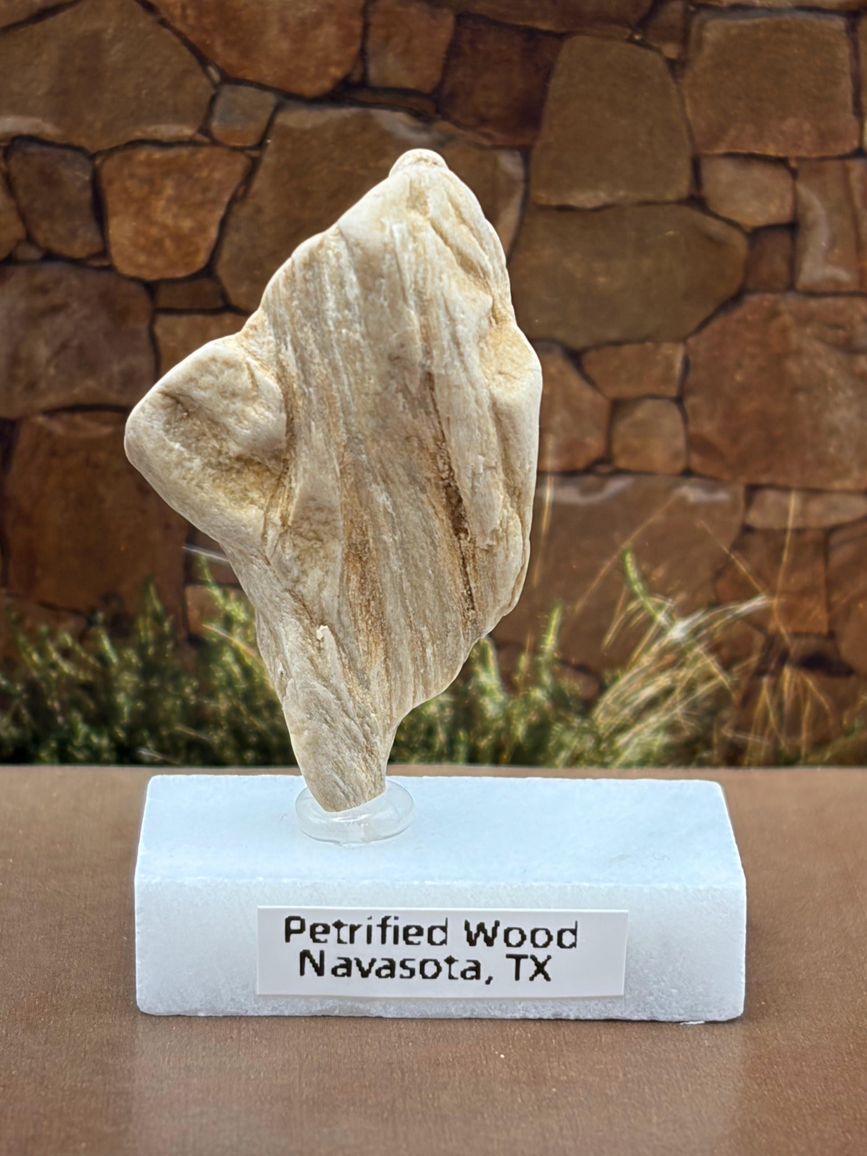 Small Petrified Wood Specimen (with stand)