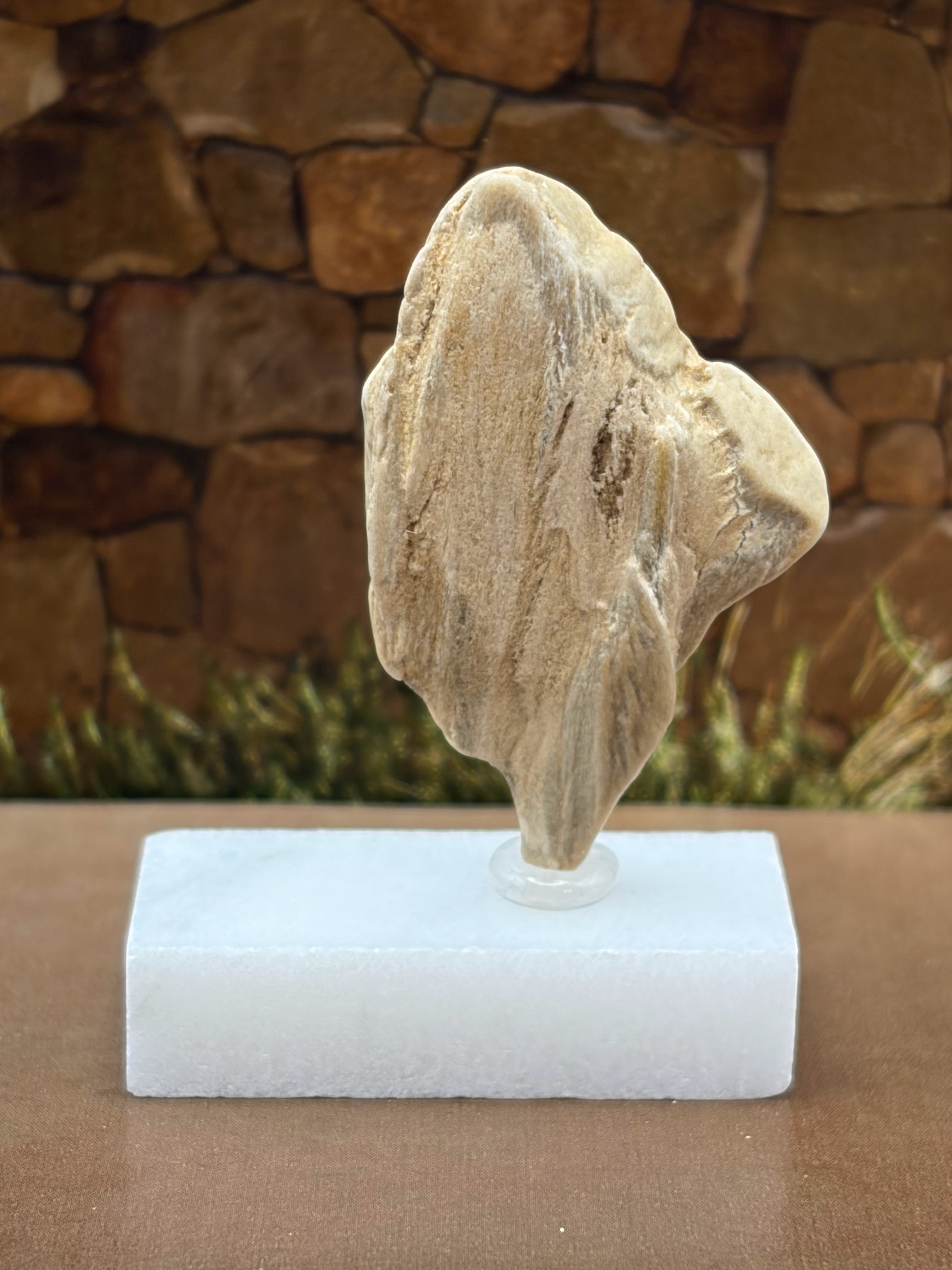 Small Petrified Wood Specimen (with stand)