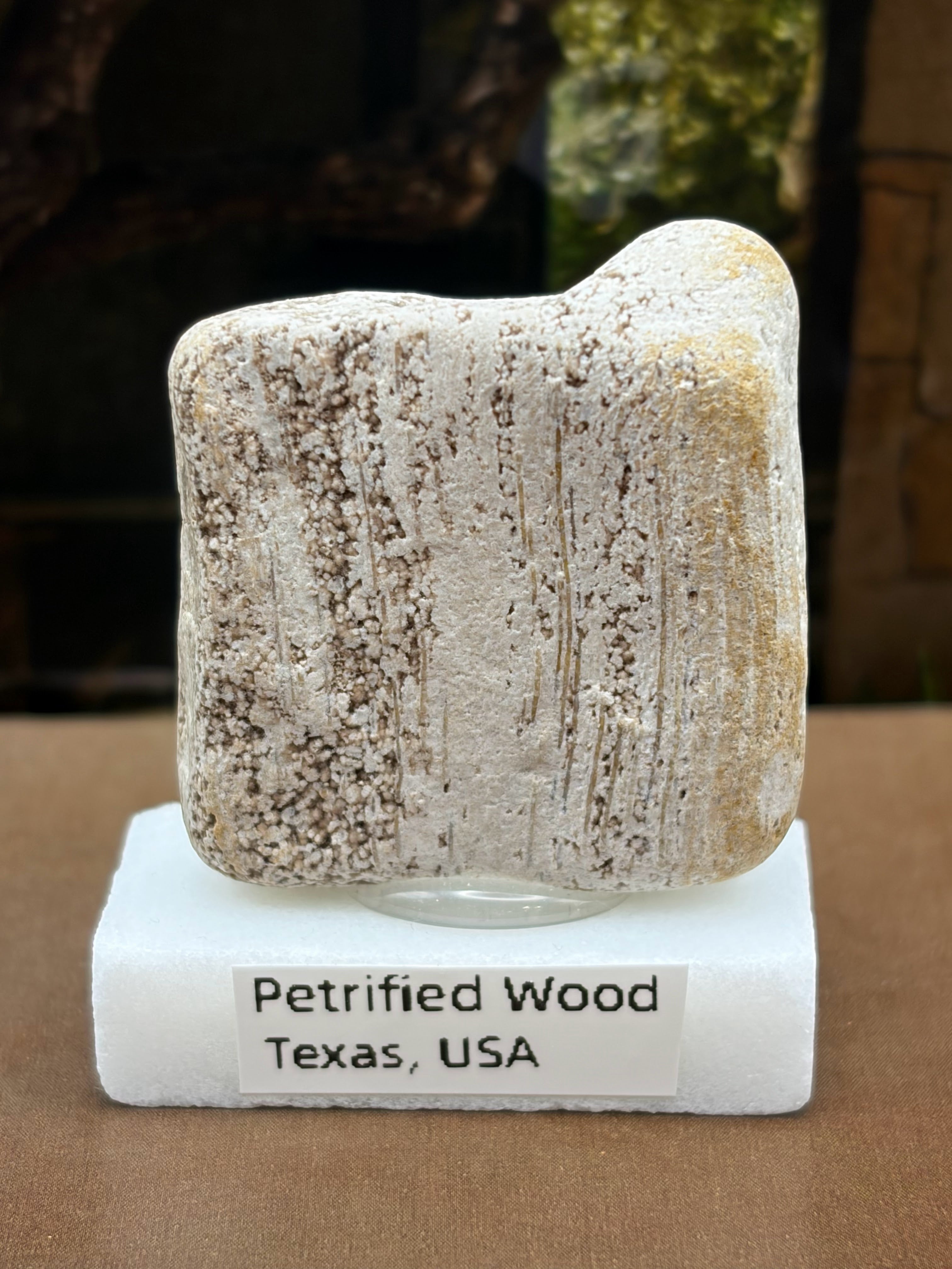 Small Petrified Wood Specimen (with stand)