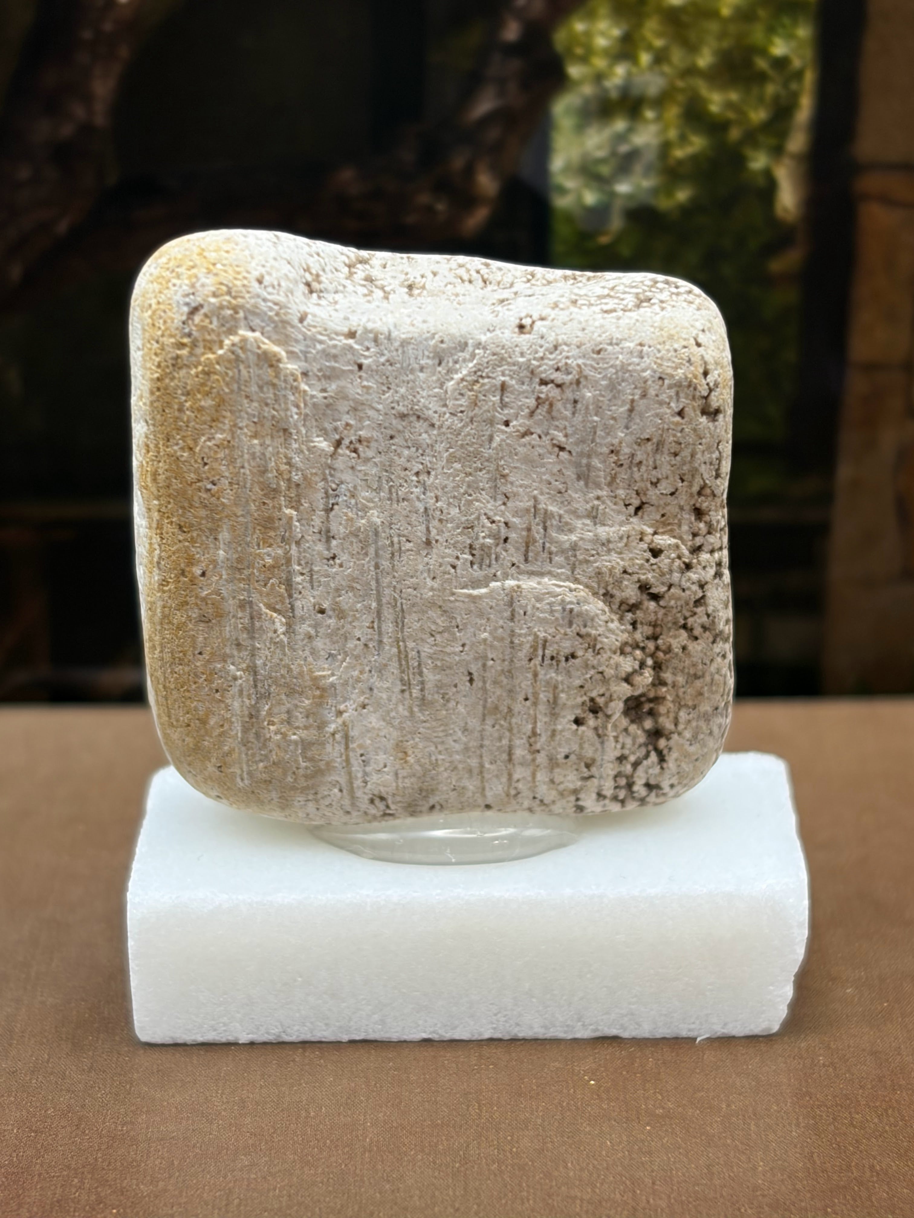 Small Petrified Wood Specimen (with stand)