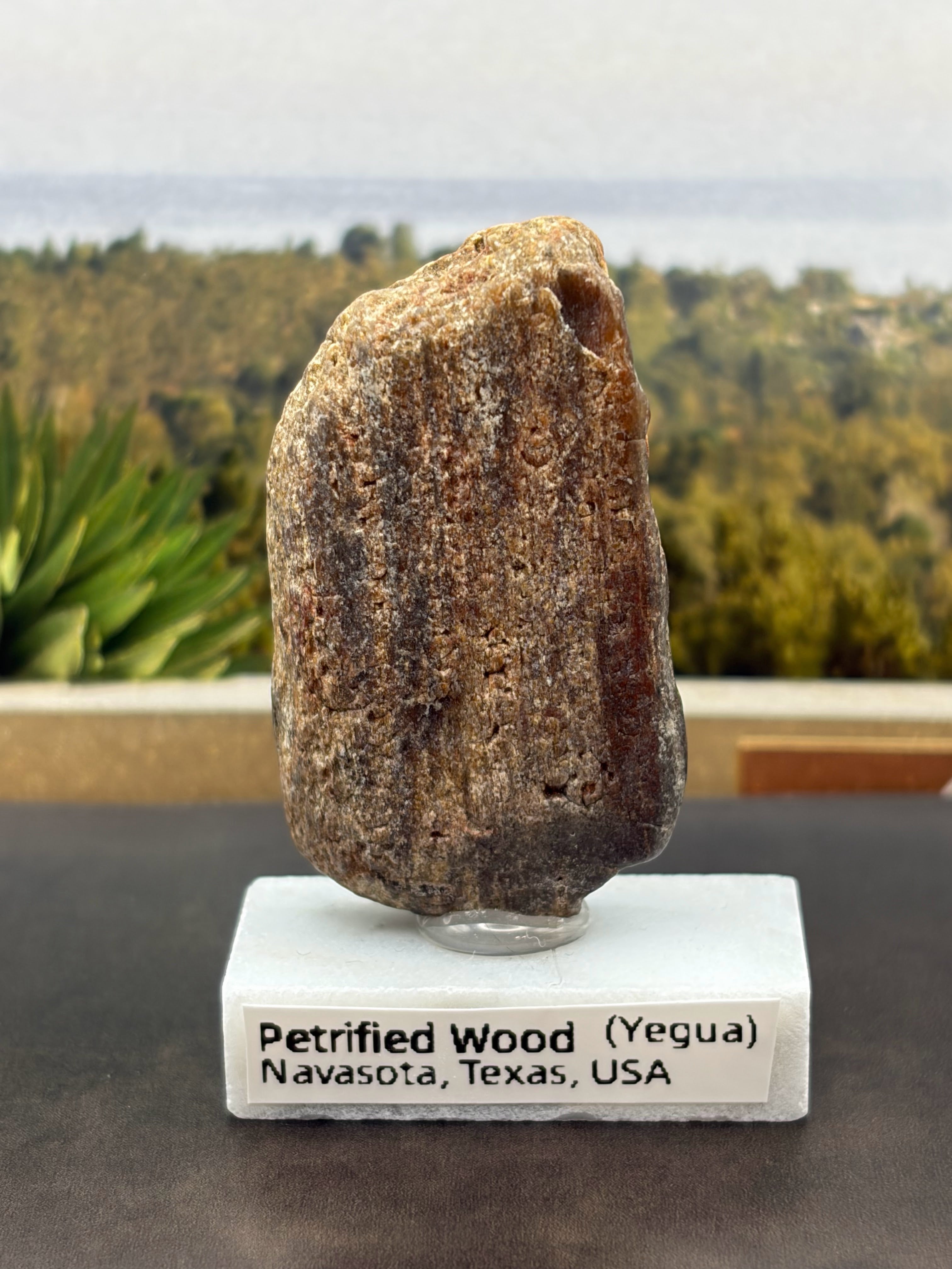 Small Carnelian Petrified Wood Specimen (with stand)