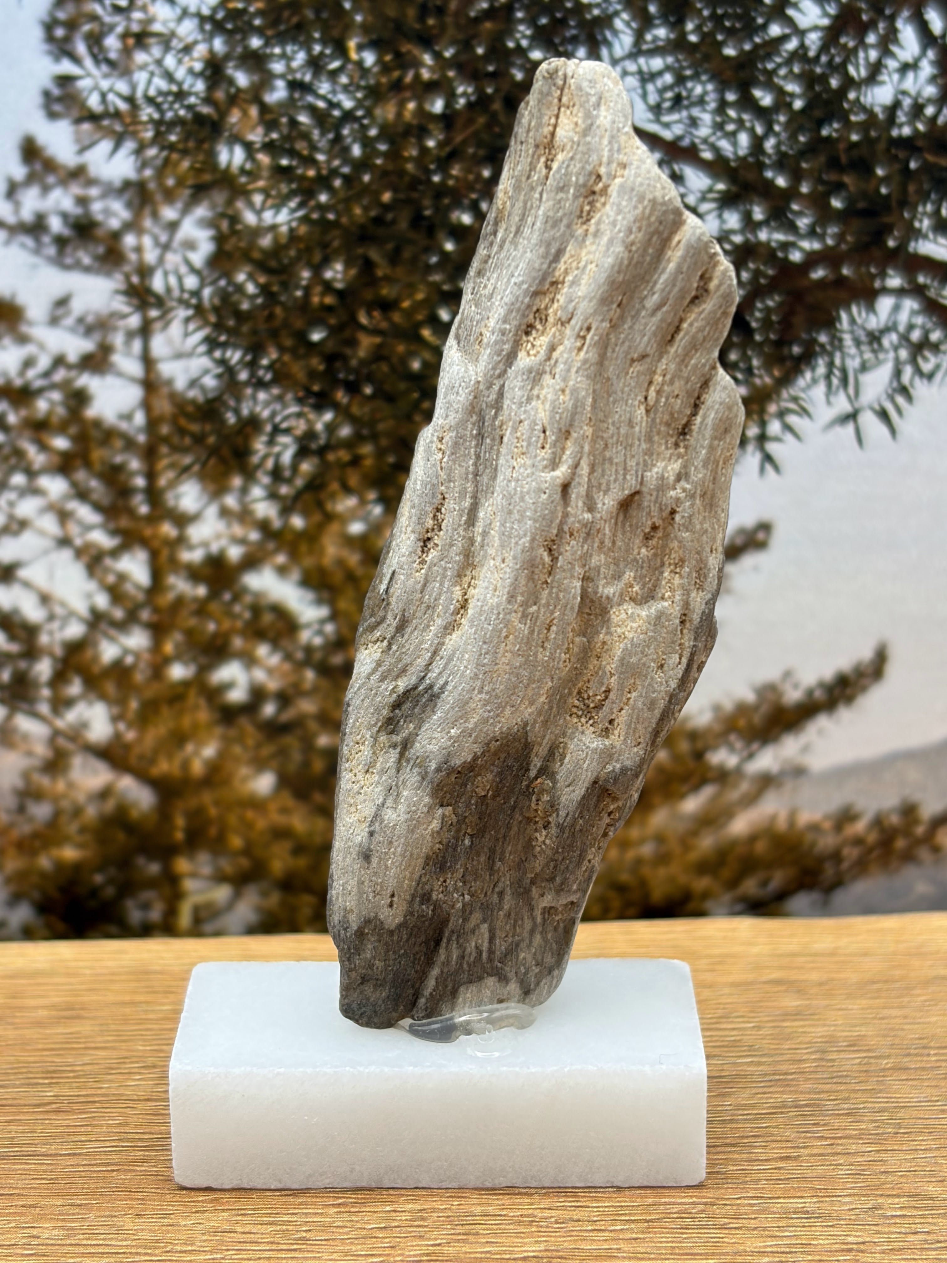 Small Petrified Wood Specimen (with stand)