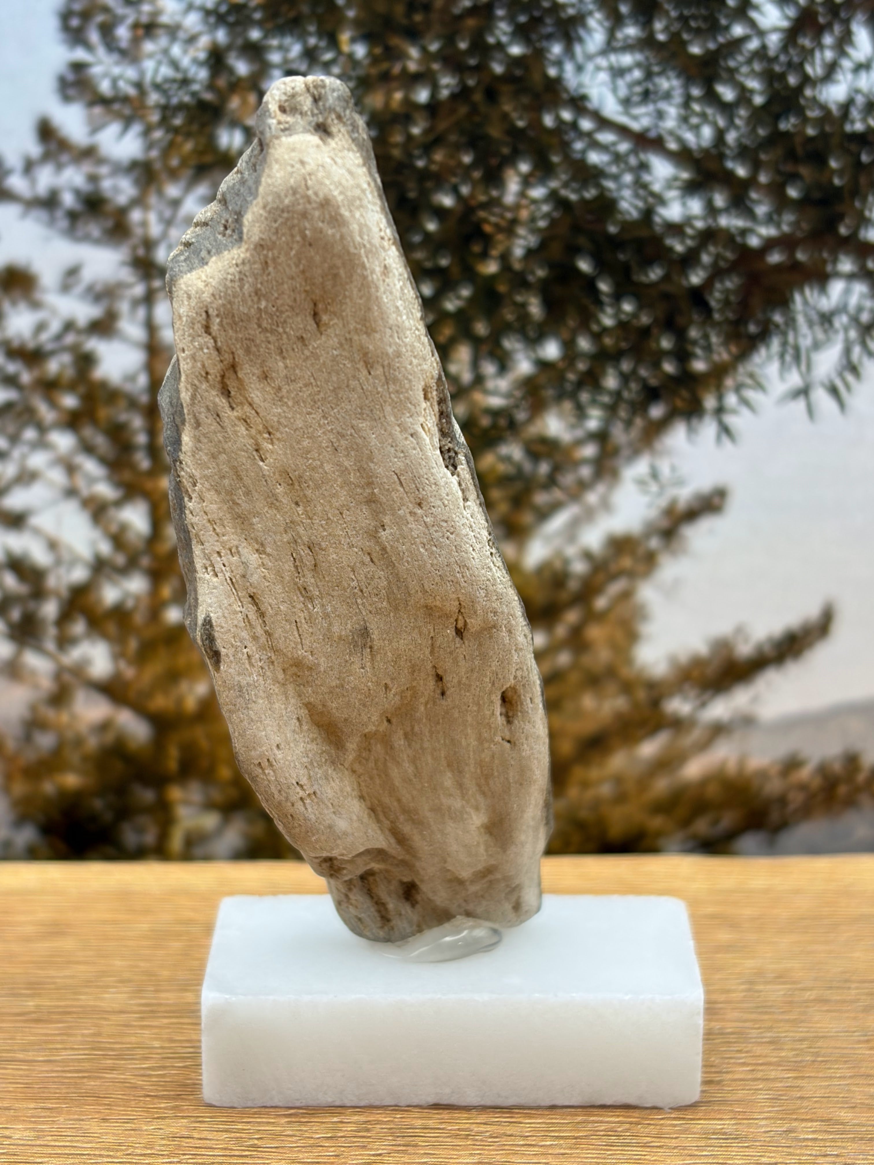 Small Petrified Wood Specimen (with stand)