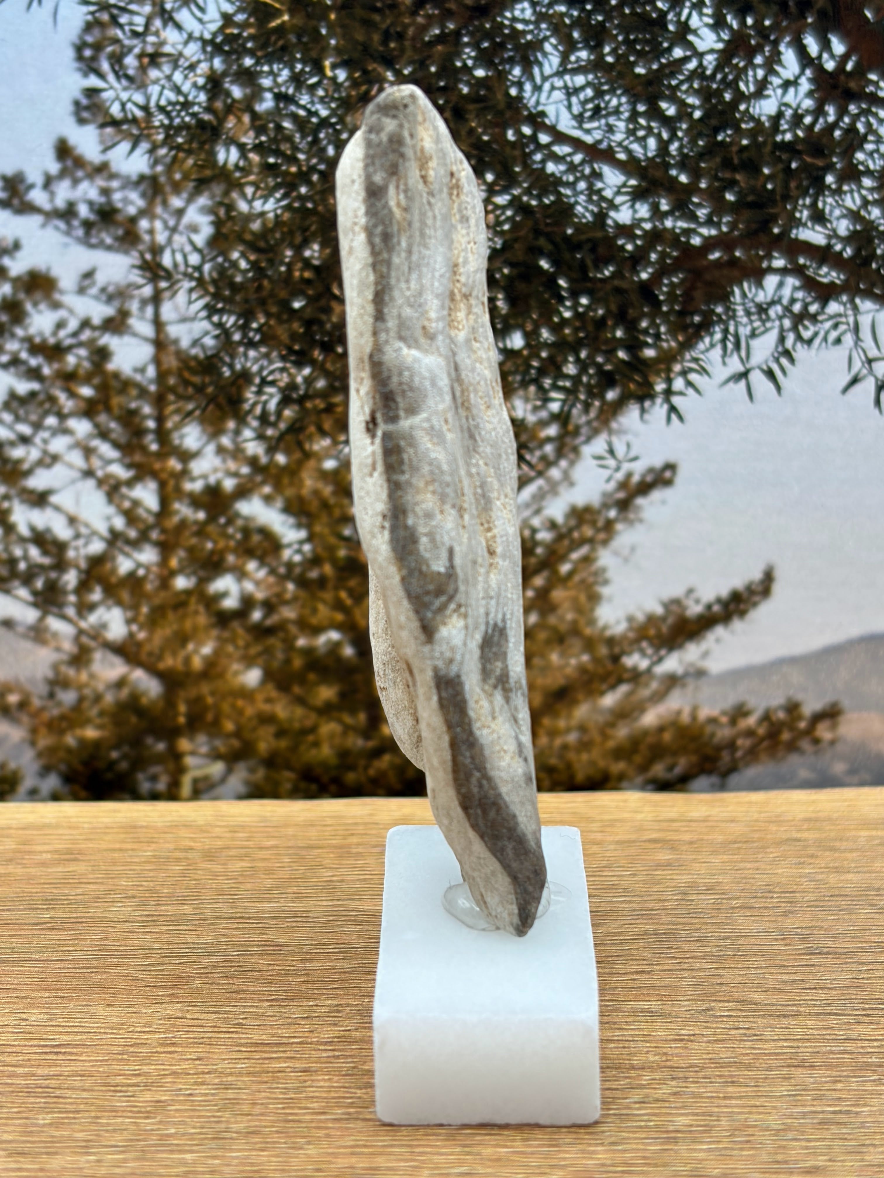 Small Petrified Wood Specimen (with stand)