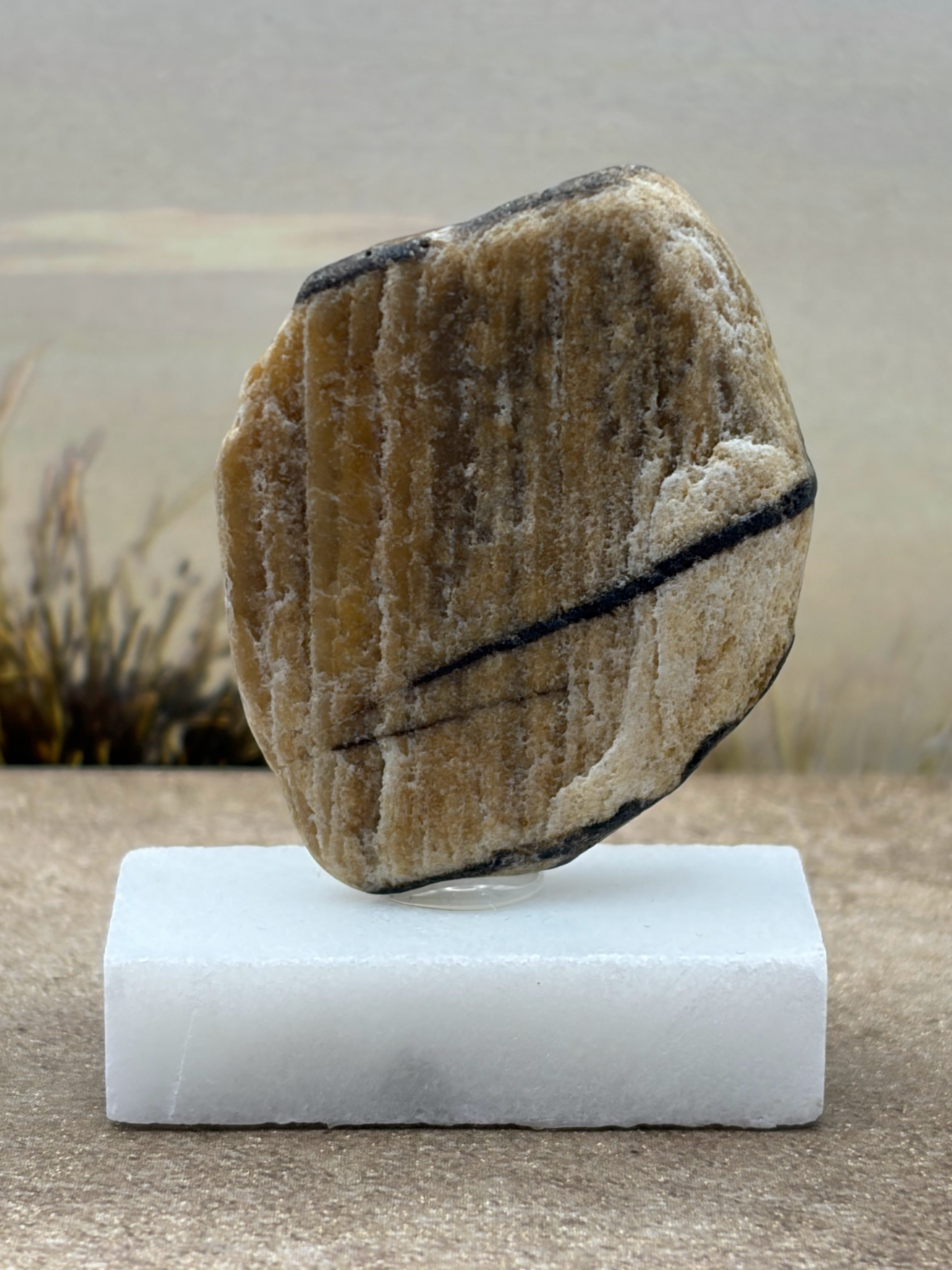 Small Petrified Wood Specimen (with stand)