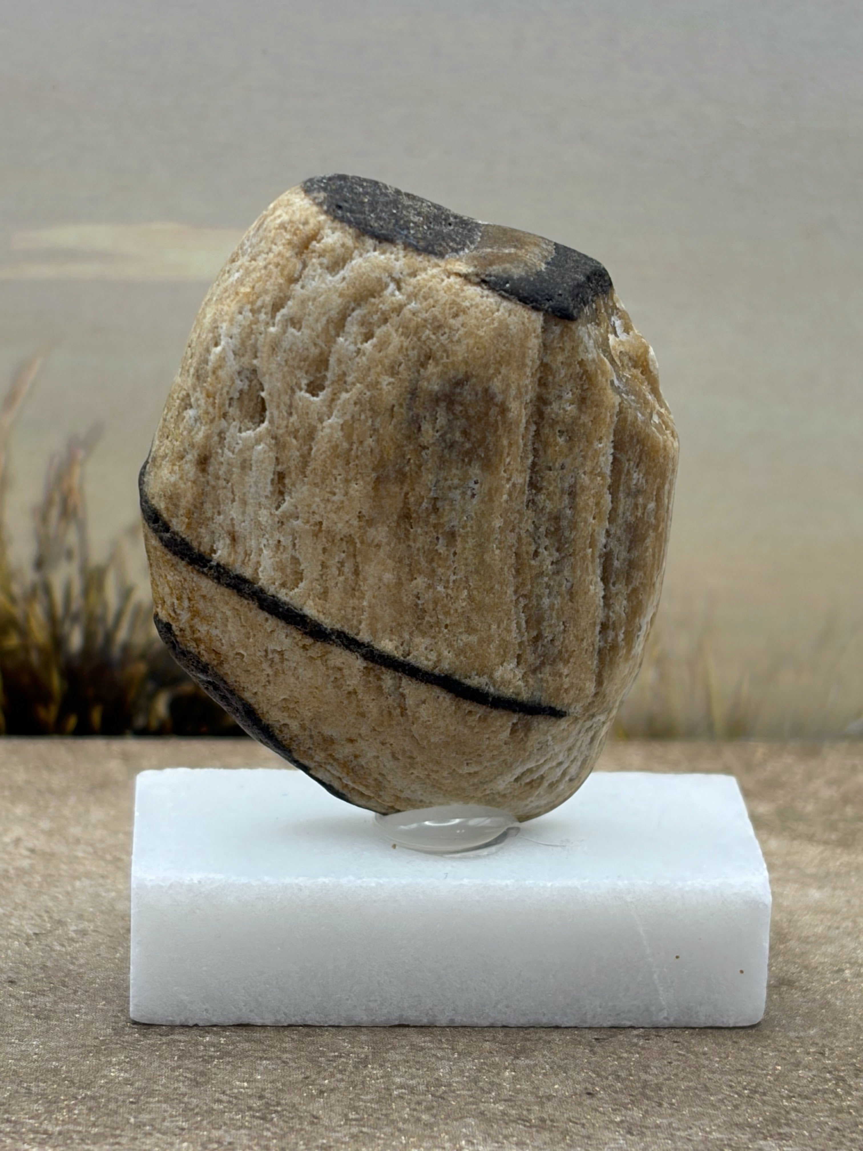 Small Petrified Wood Specimen (with stand)