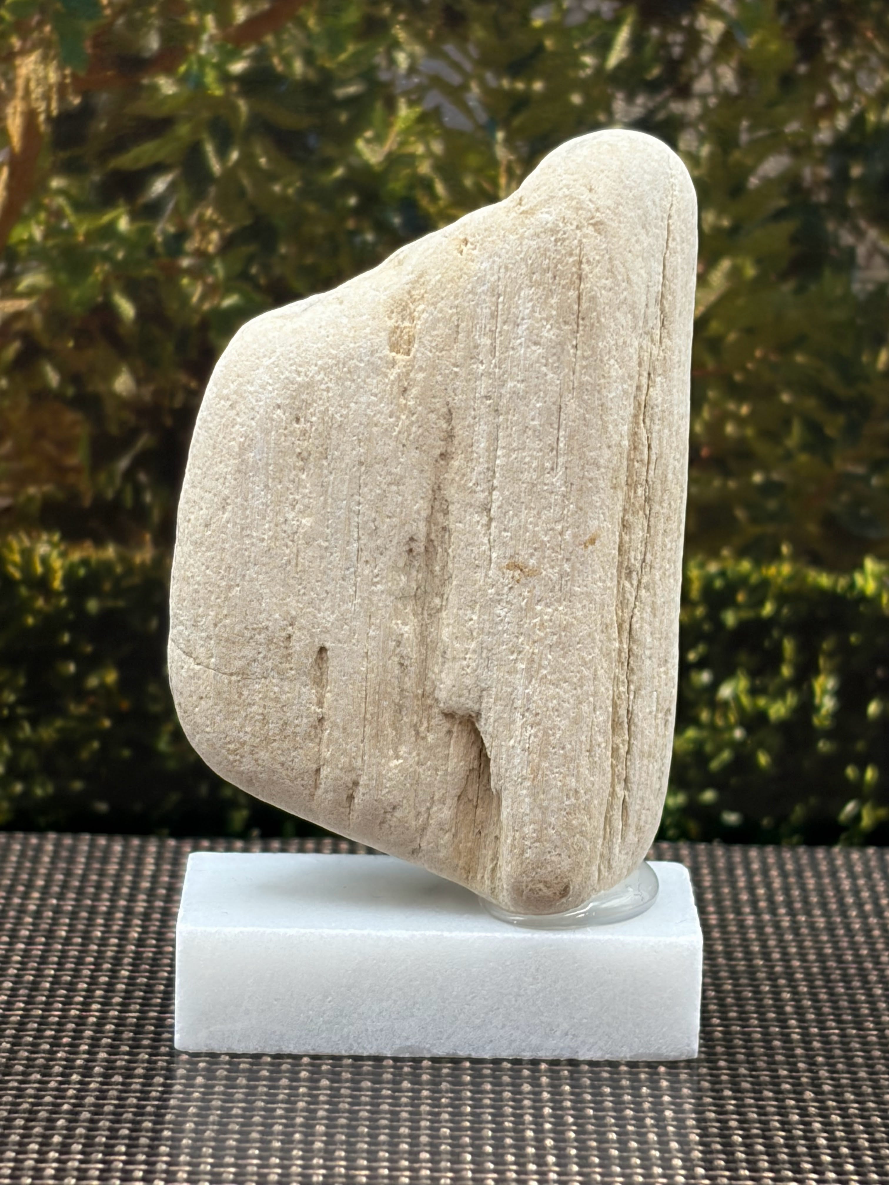 Small Petrified Wood Specimen (with stand)