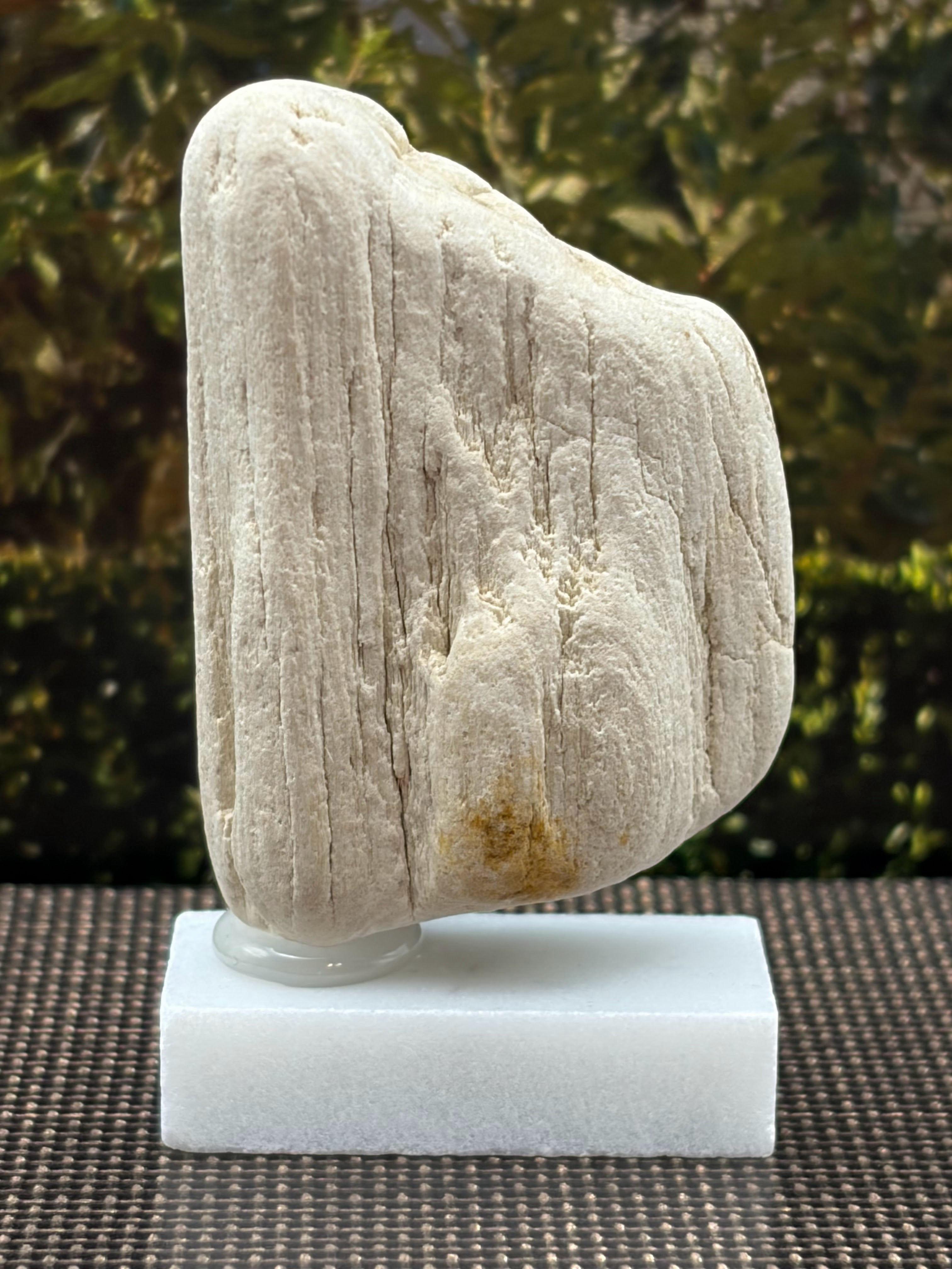 Small Petrified Wood Specimen (with stand)
