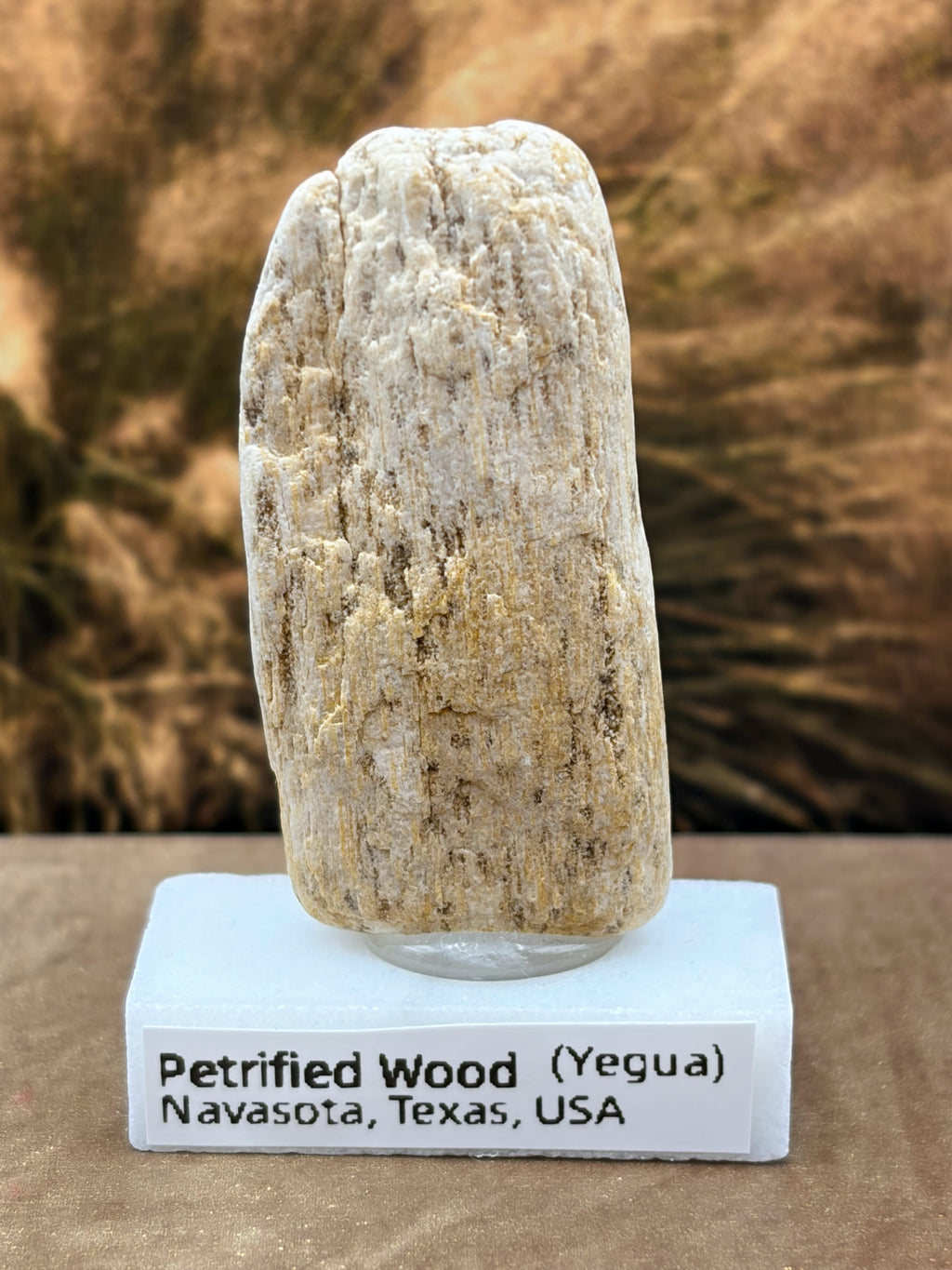 Small Petrified Palm Wood Specimen (with stand)