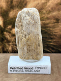 Small Petrified Palm Wood Specimen (with stand)