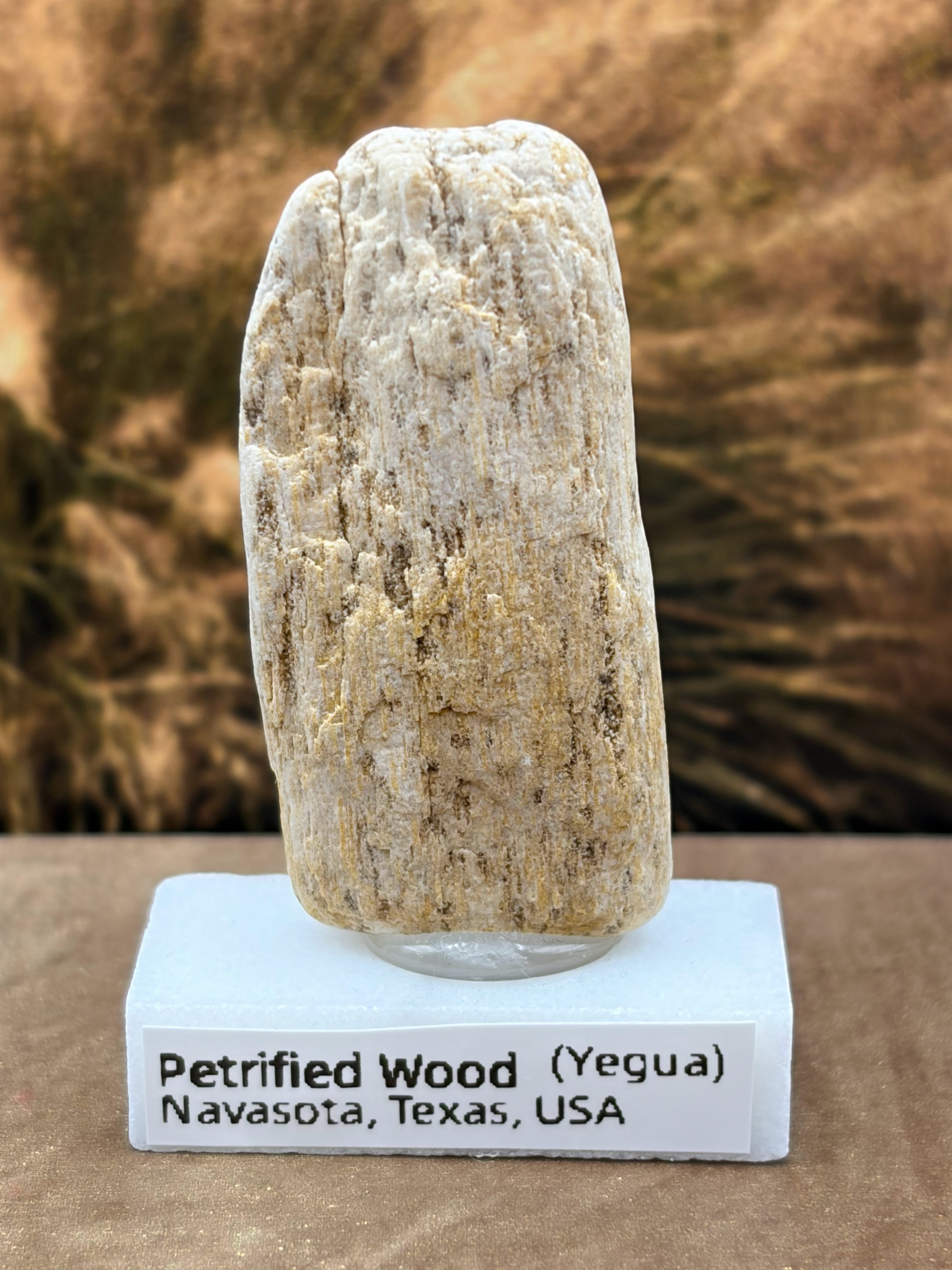Small Petrified Palm Wood Specimen (with stand)