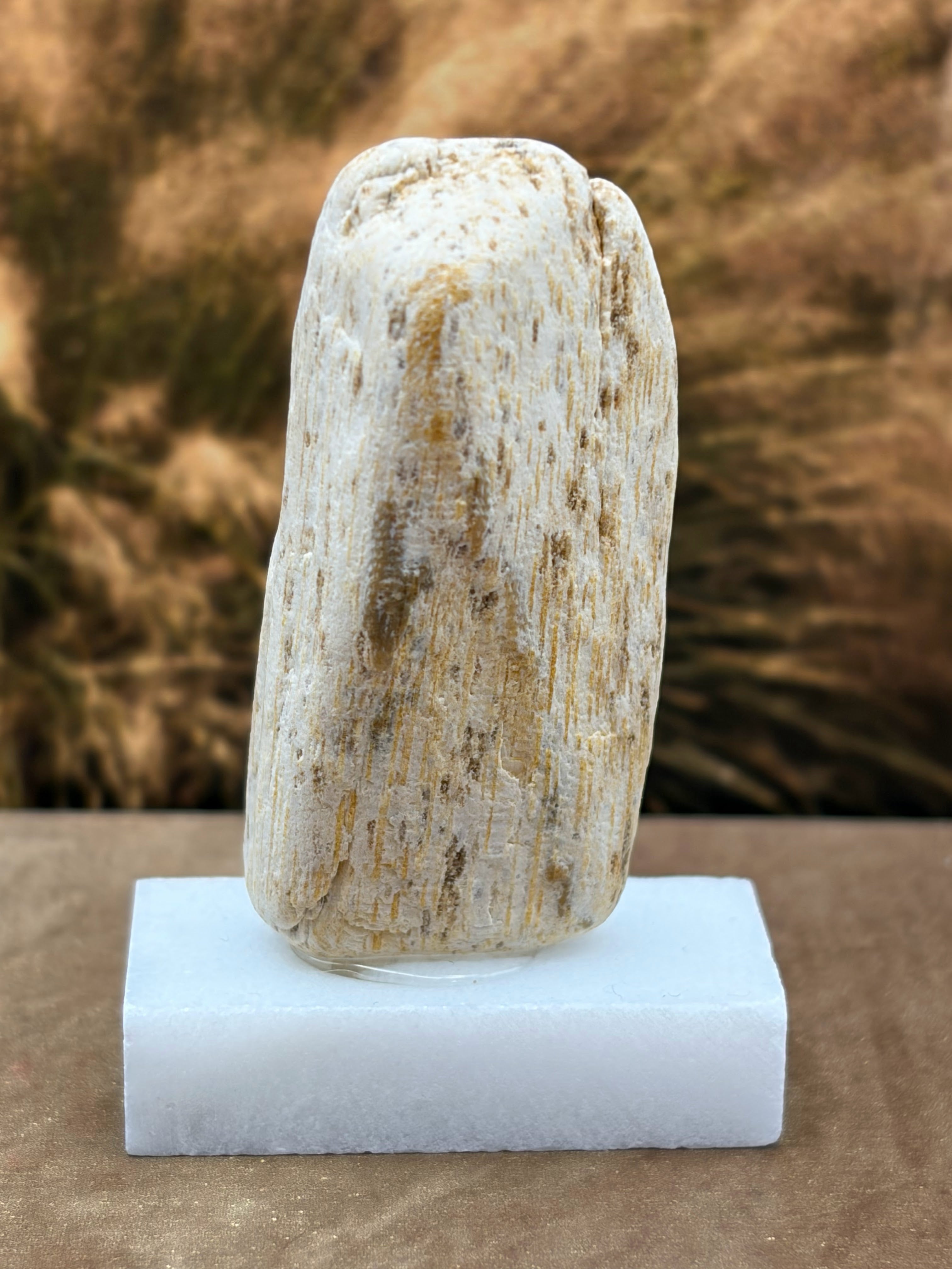 Small Petrified Palm Wood Specimen (with stand)