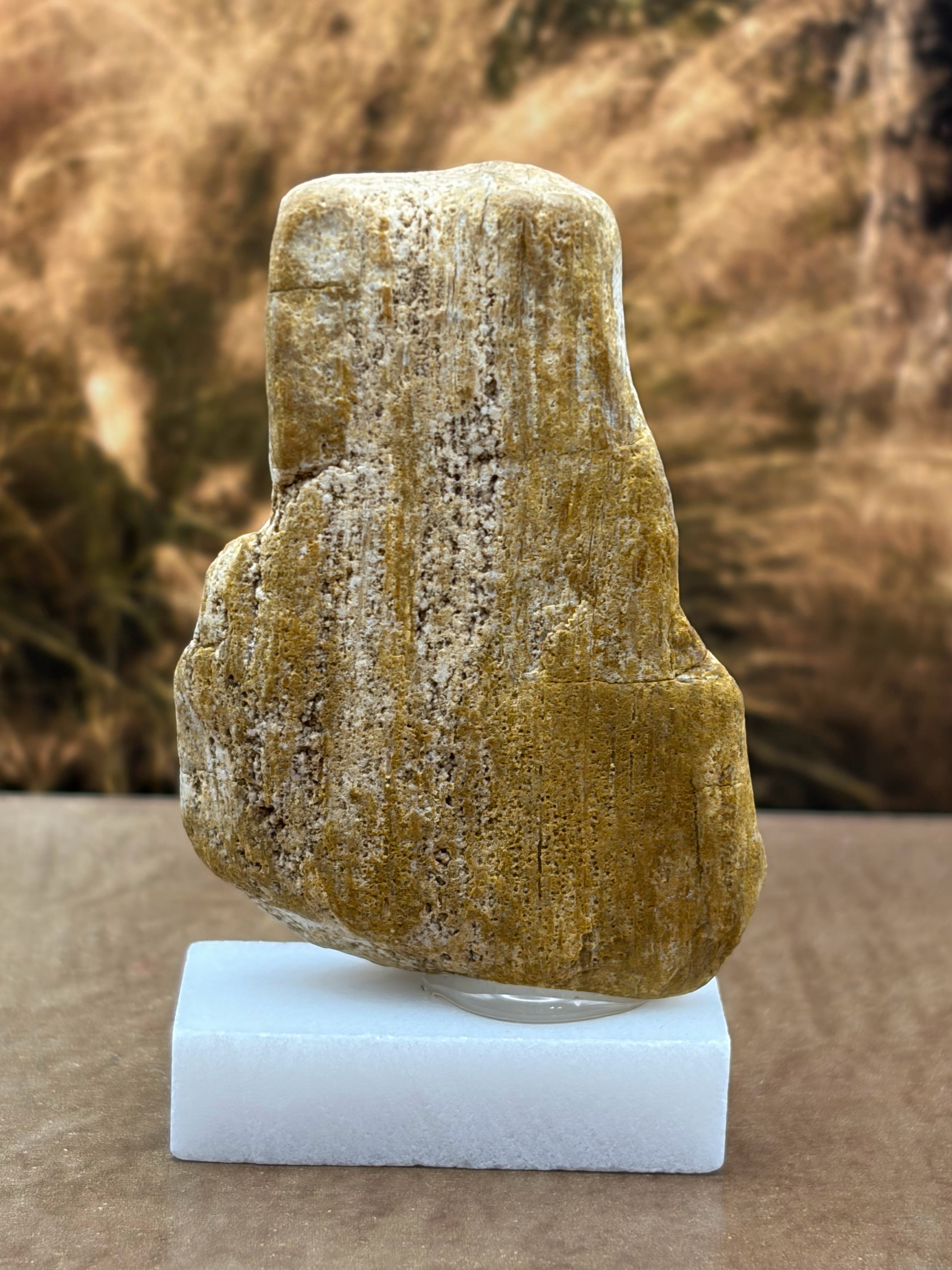 Small Petrified Wood Specimen (with stand)