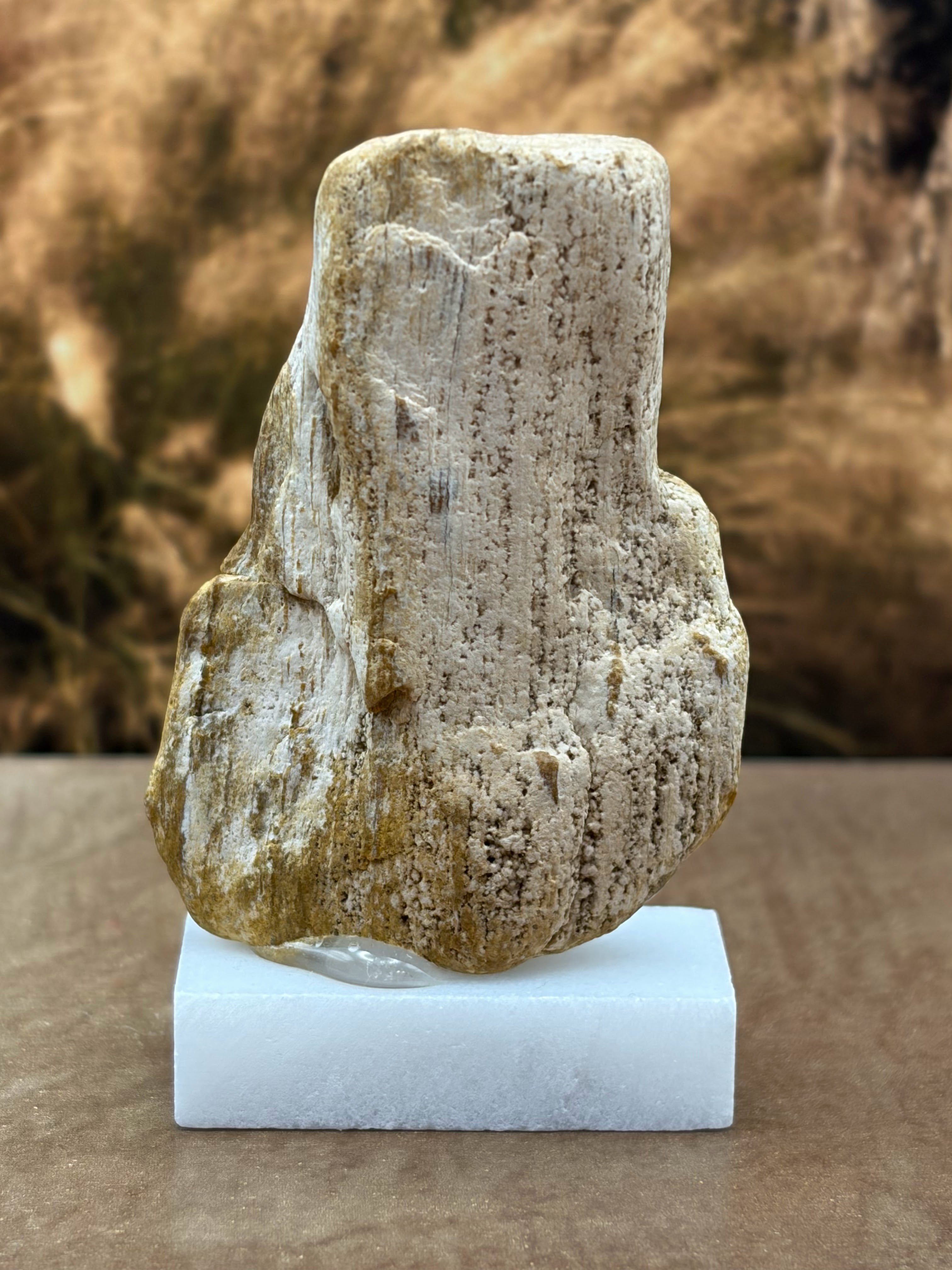 Small Petrified Wood Specimen (with stand)