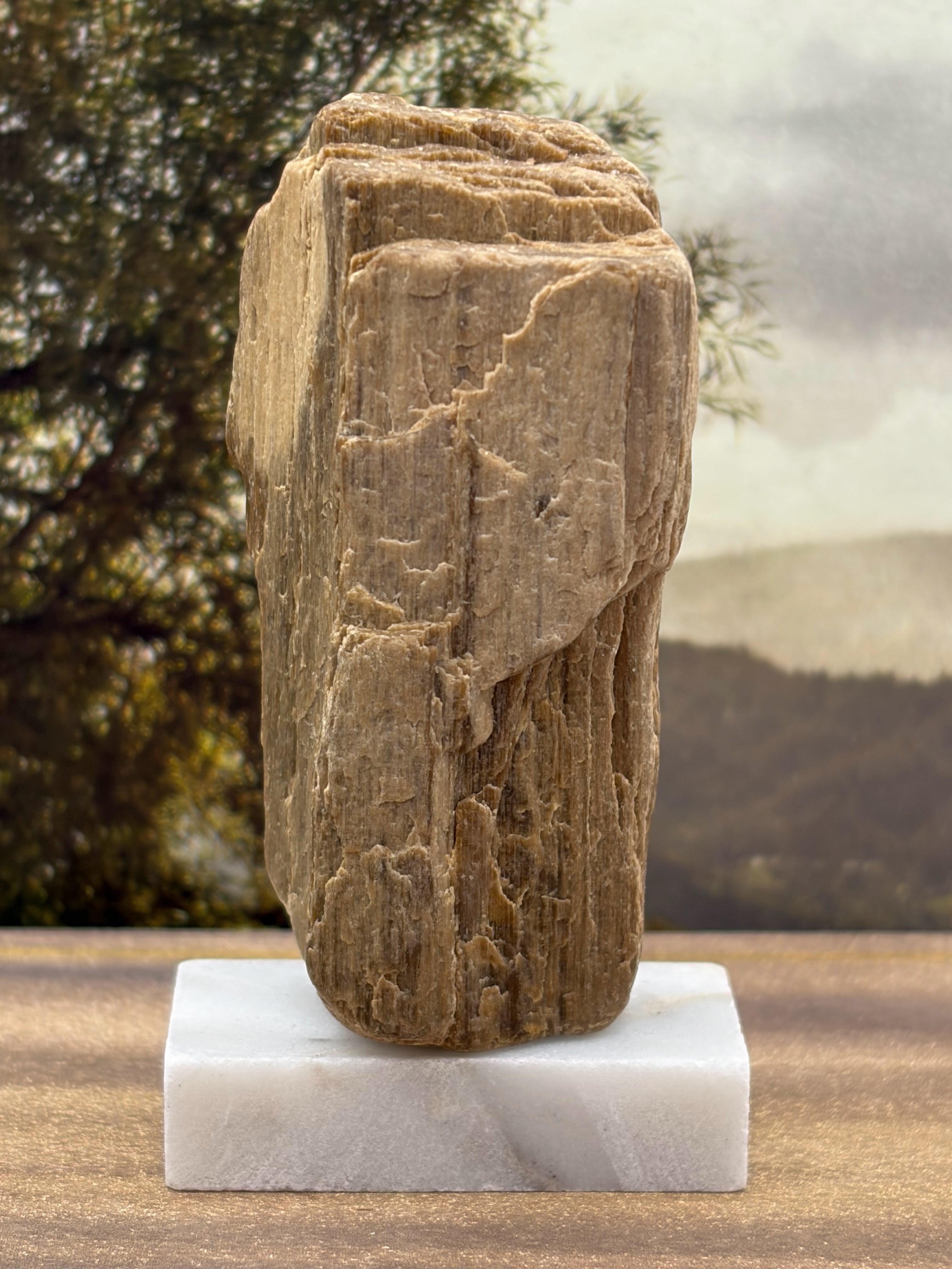 Small Petrified Wood Specimen (with stand)