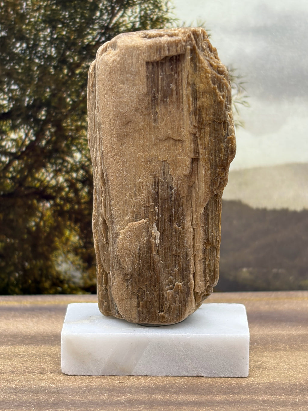 Small Petrified Wood Specimen (with stand)