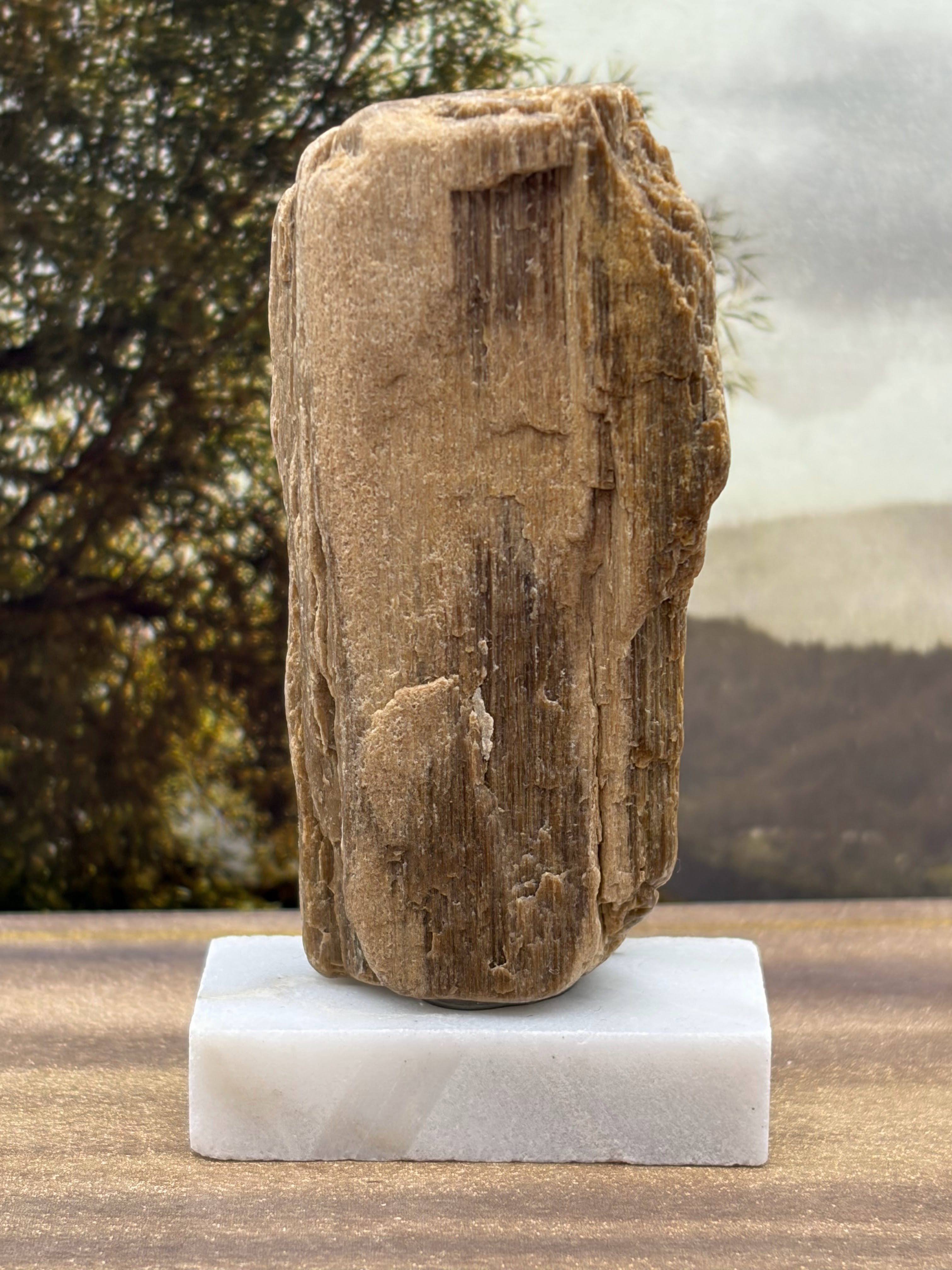 Small Petrified Wood Specimen (with stand)