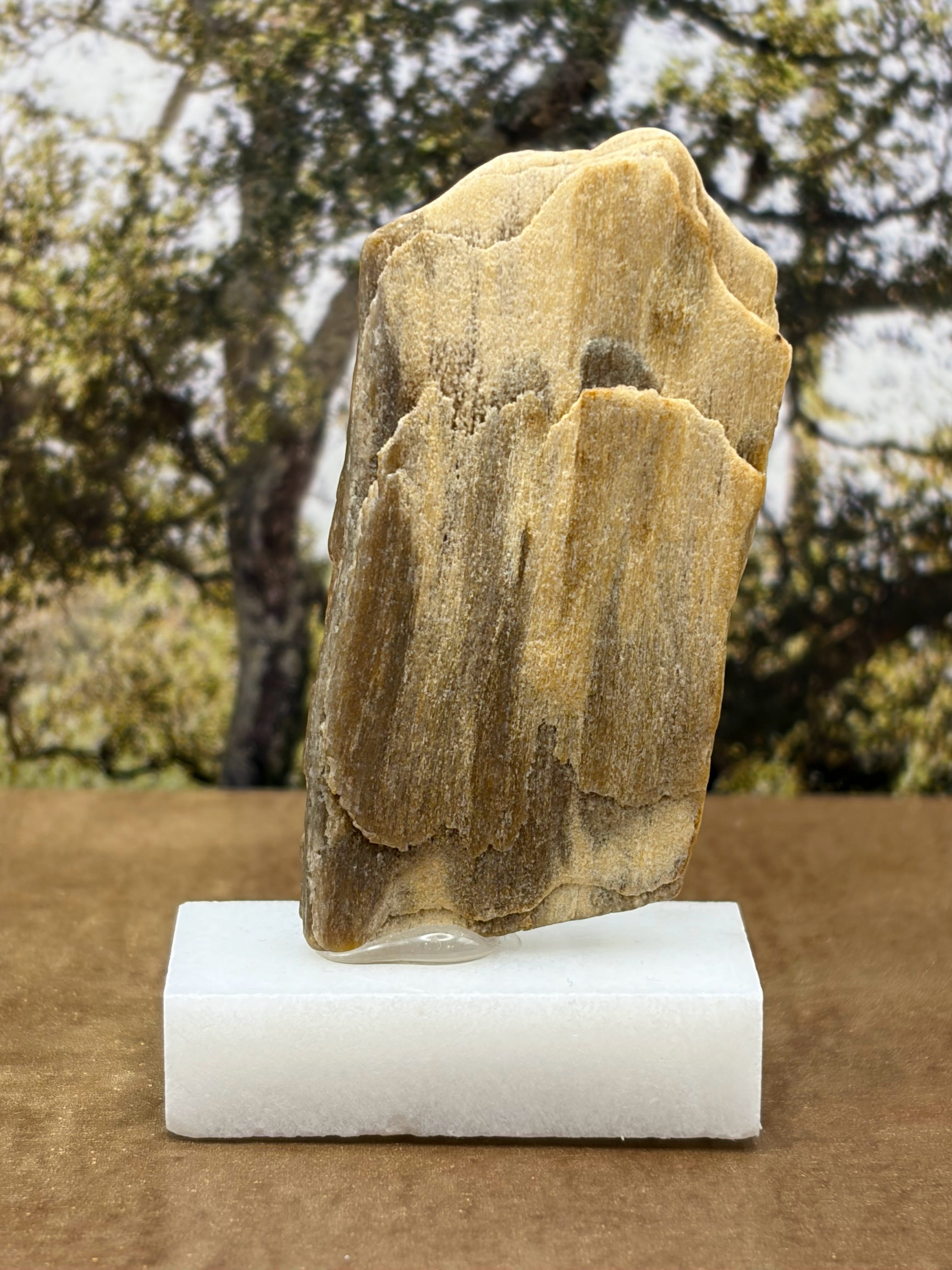 Small Petrified Wood Specimen (with stand)