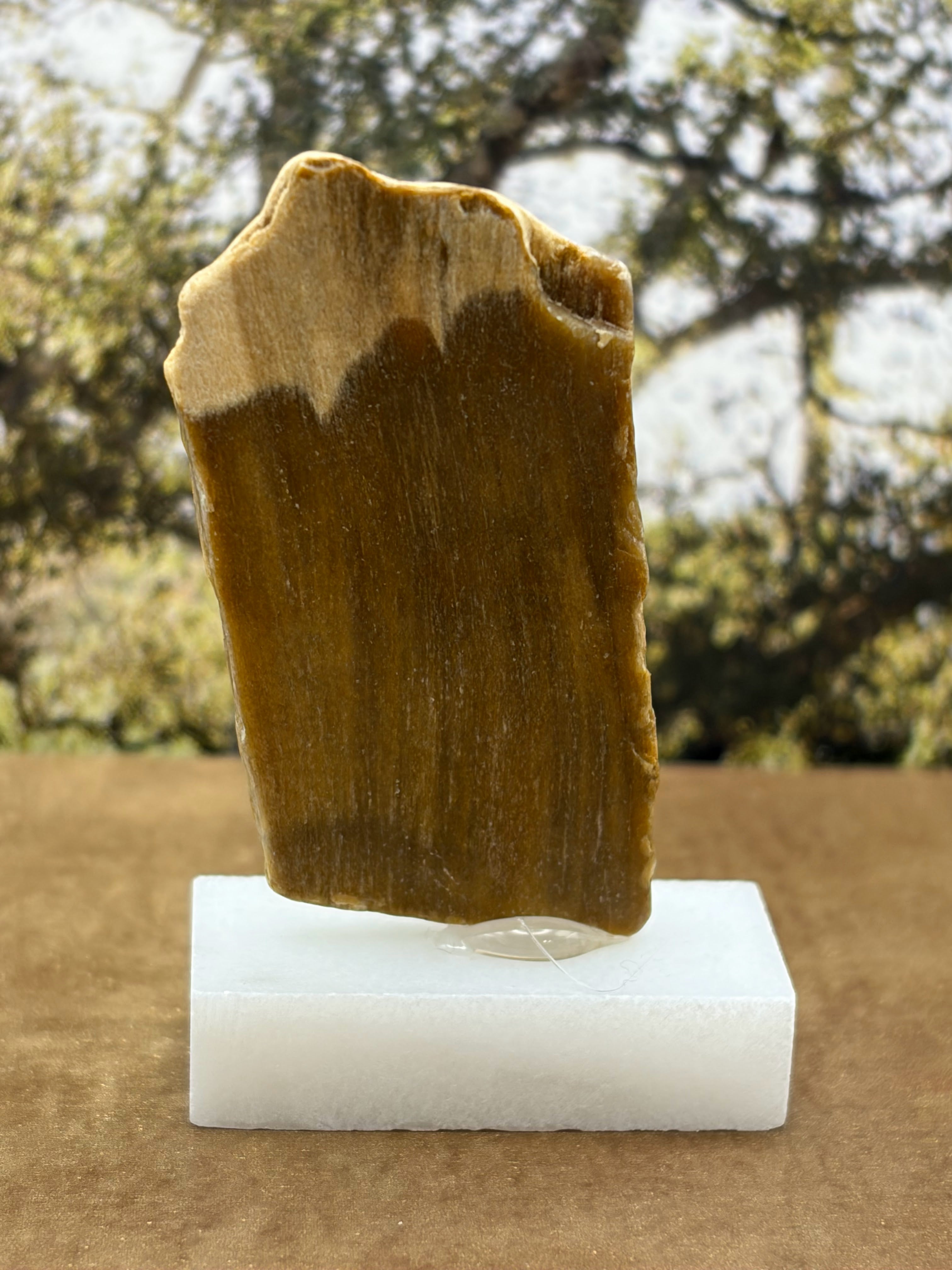 Small Petrified Wood Specimen (with stand)
