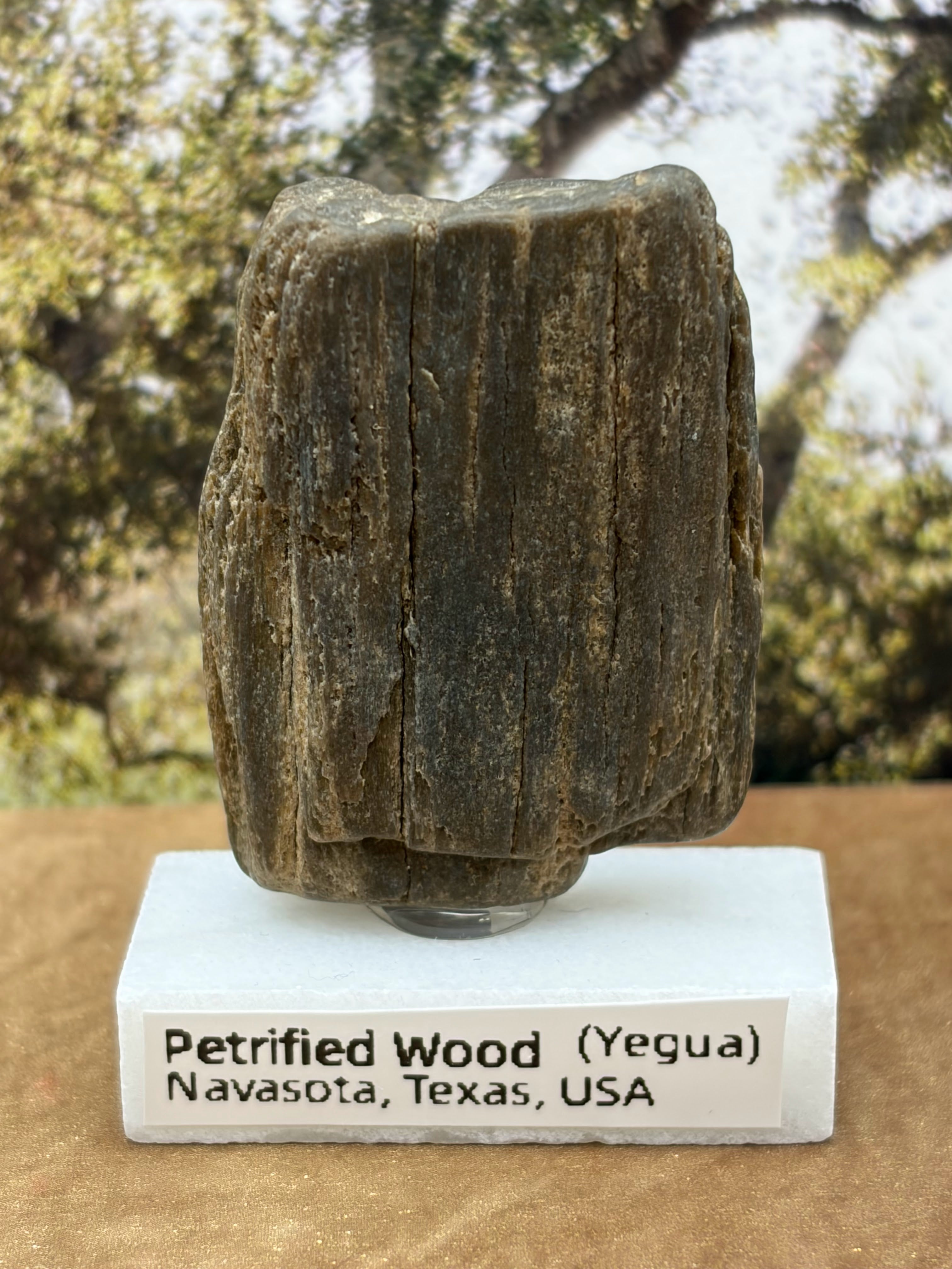 Small Petrified Wood Specimen (with stand)