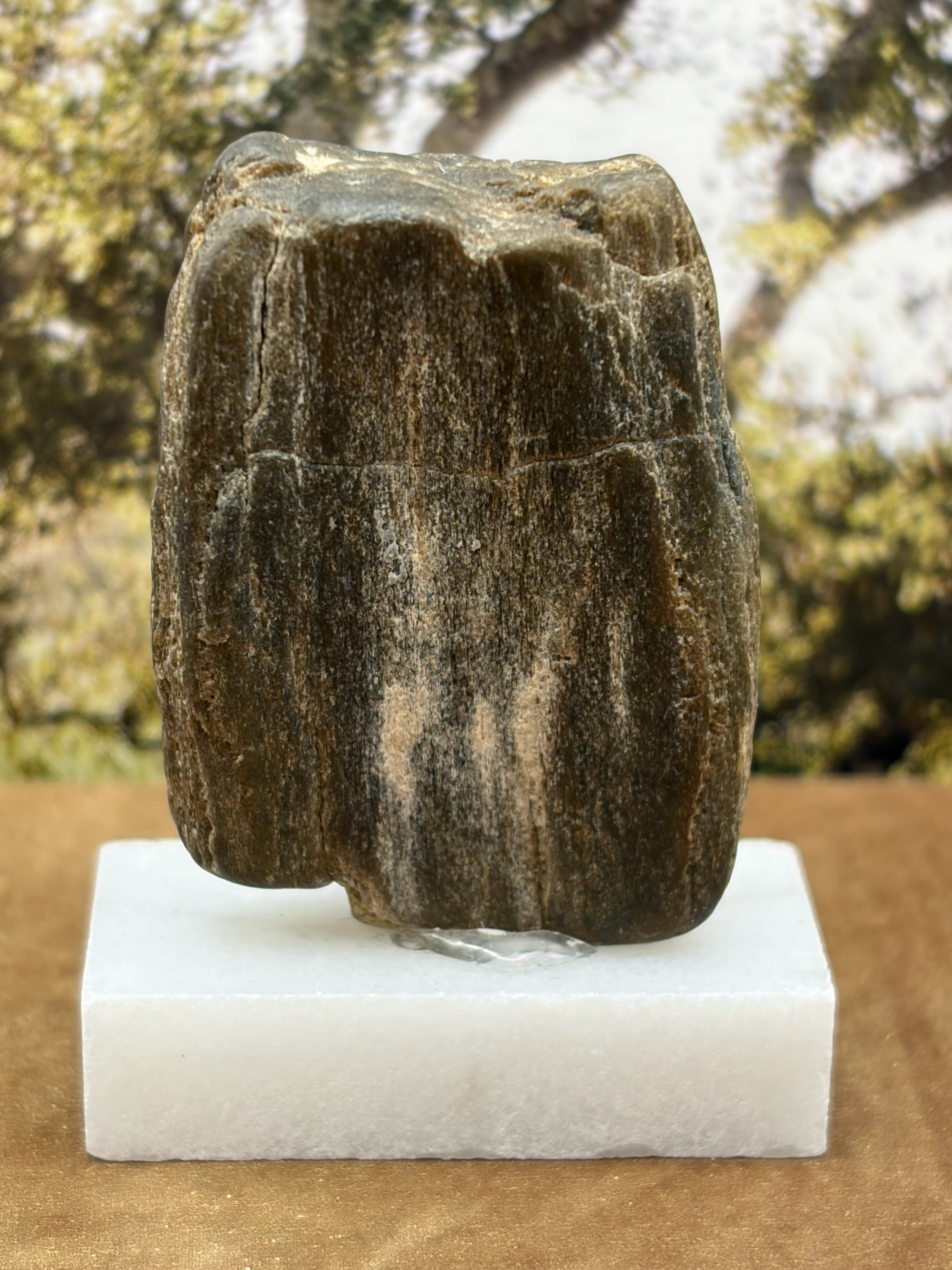 Small Petrified Wood Specimen (with stand)
