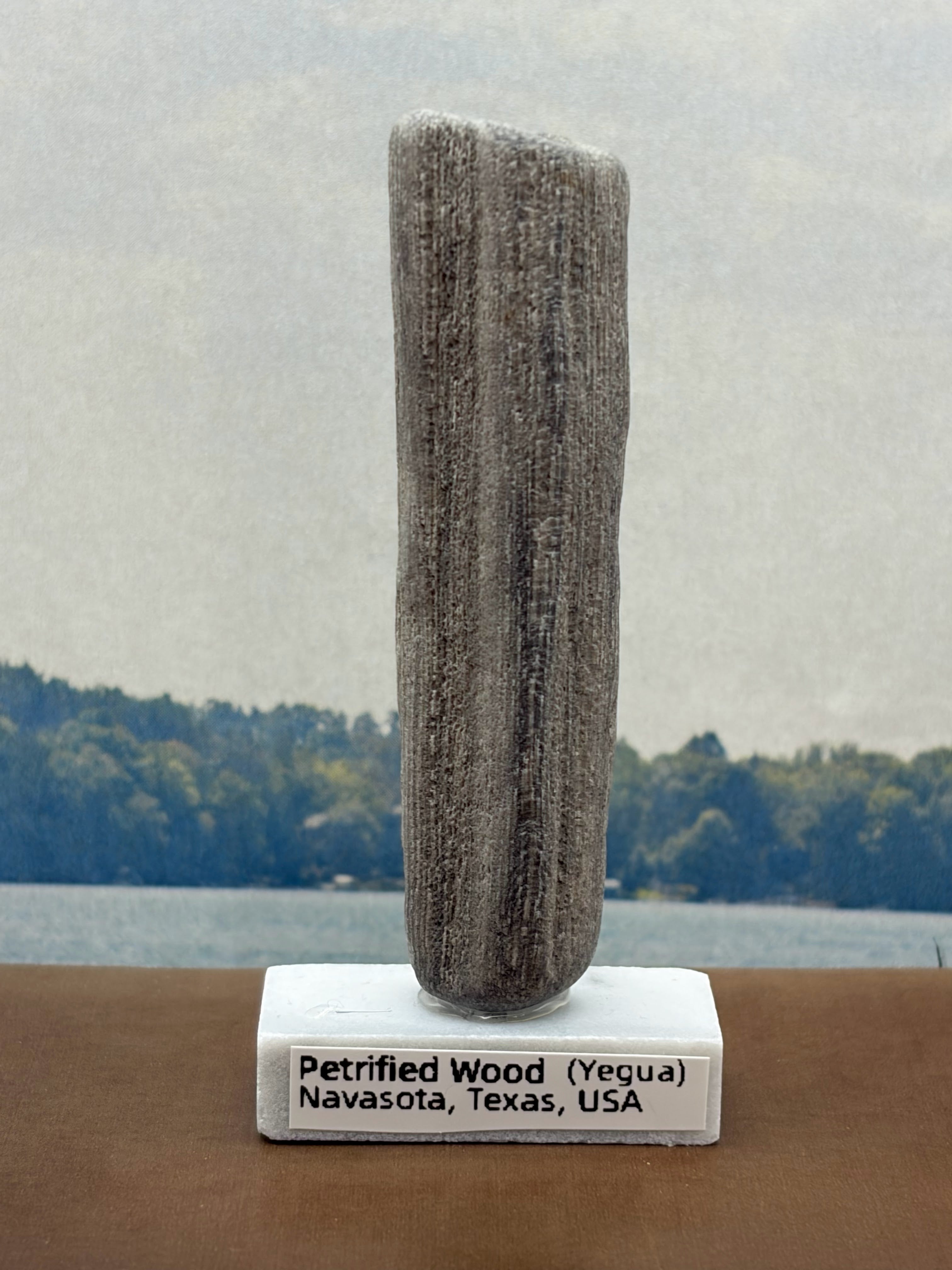 Small Petrified Wood Specimen (with stand)
