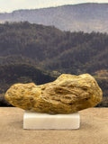 Small Petrified Wood Specimen (with stand)