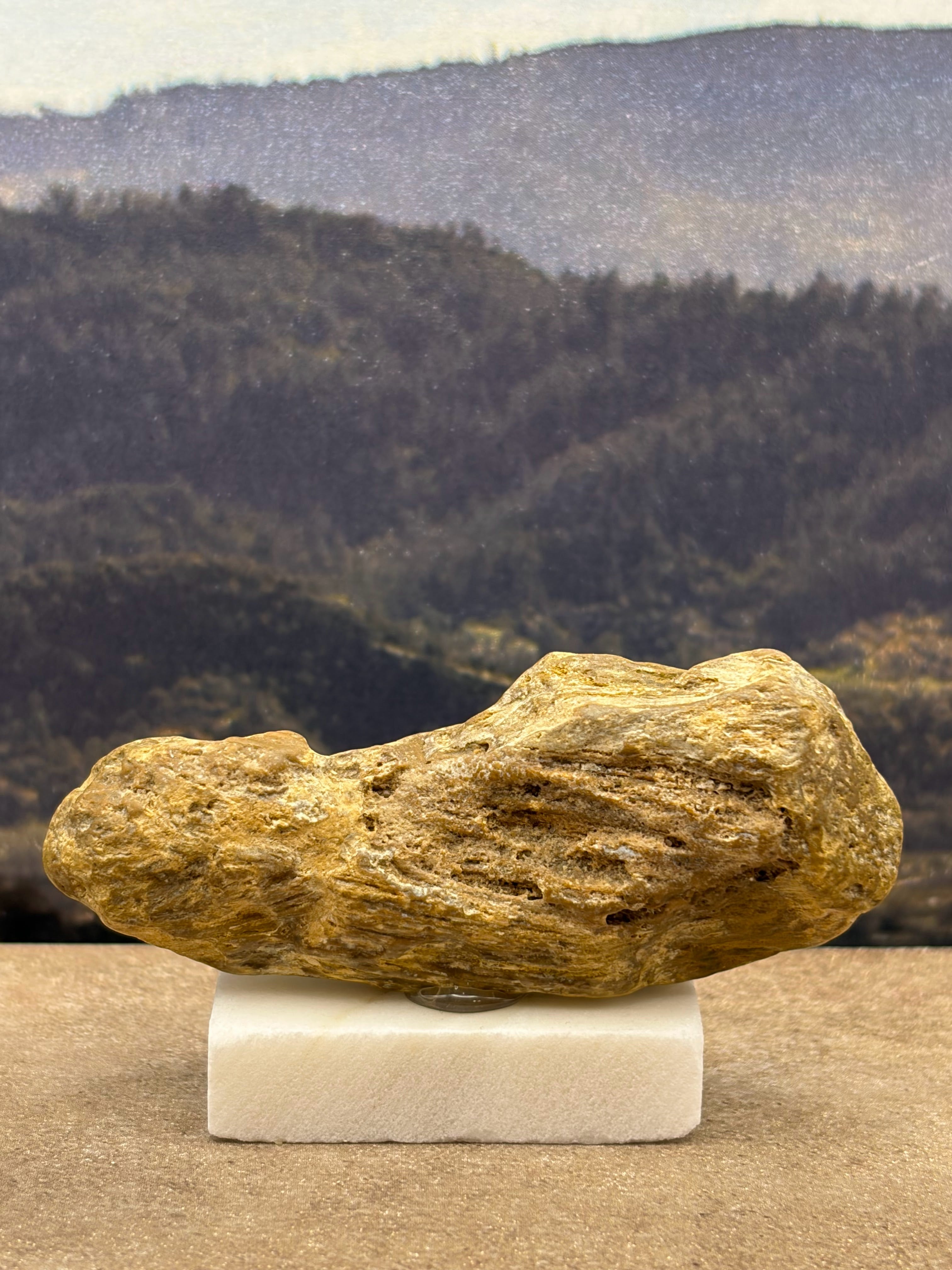 Small Petrified Wood Specimen (with stand)