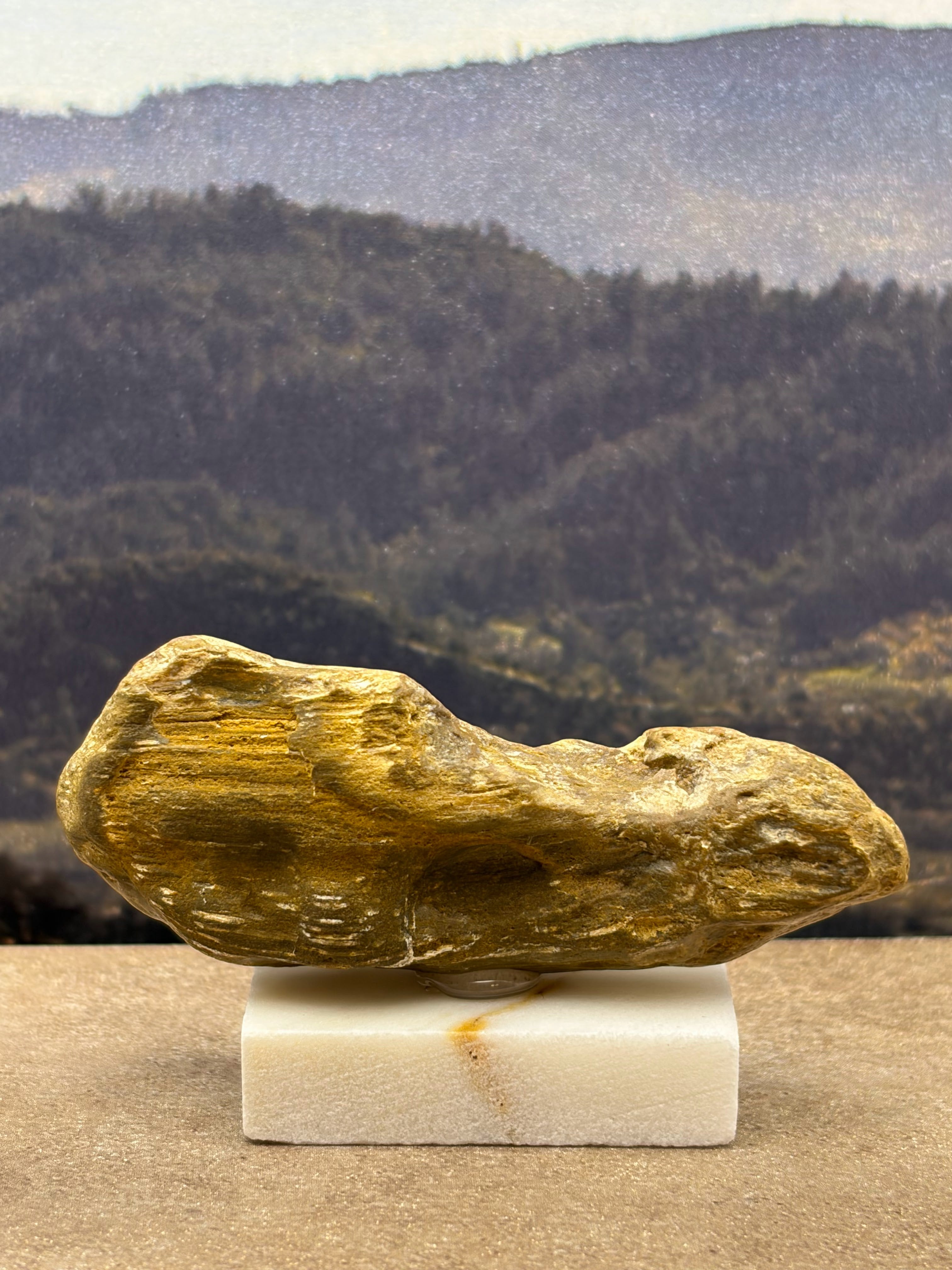 Small Petrified Wood Specimen (with stand)