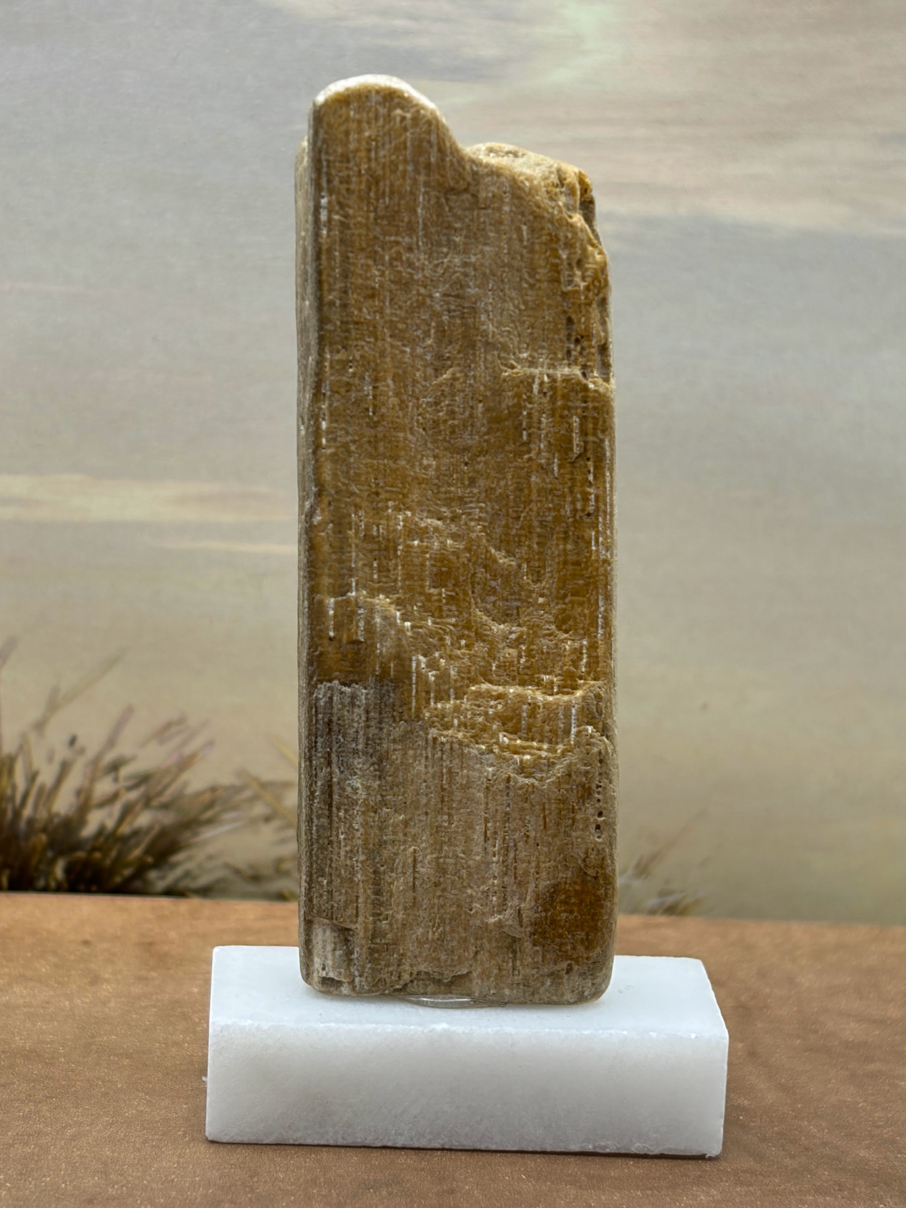Small Petrified Palm Wood Specimen (with stand)
