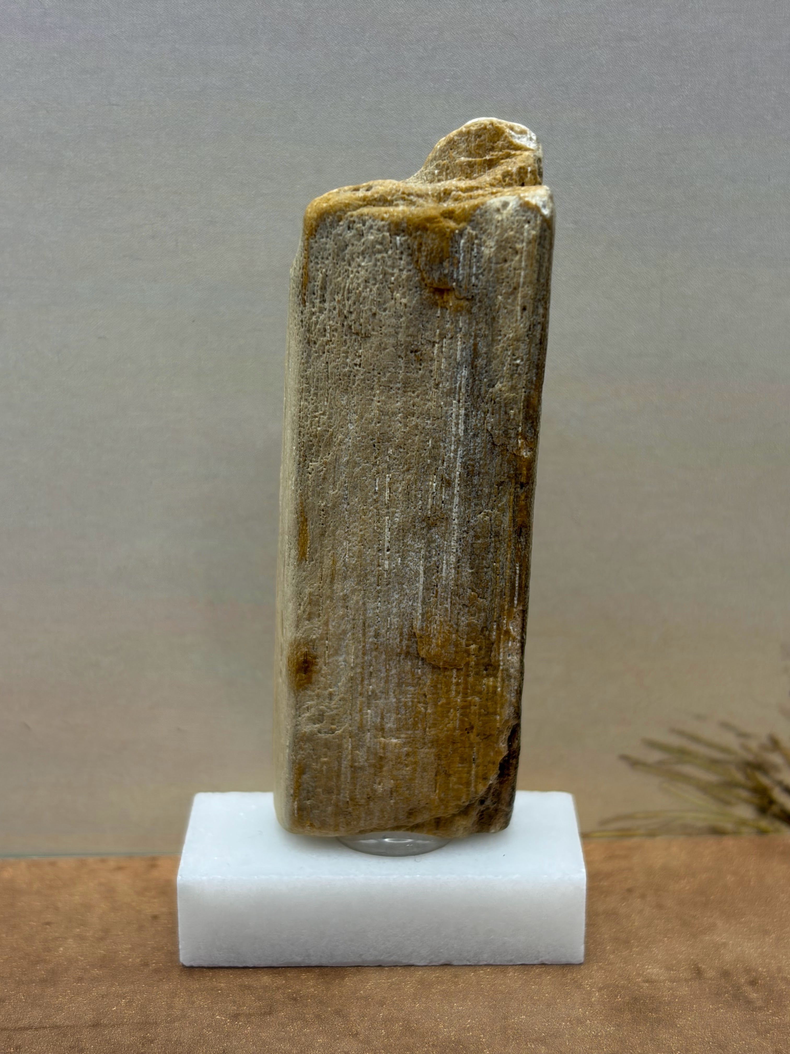 Small Petrified Palm Wood Specimen (with stand)