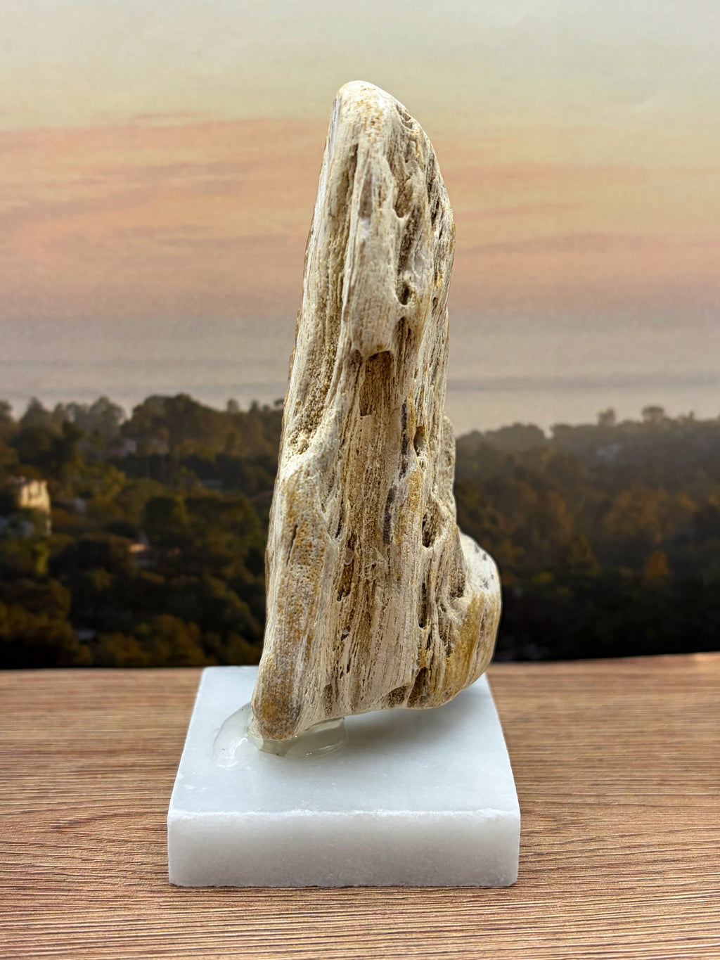 Petrified Wood Specimen (with stand)