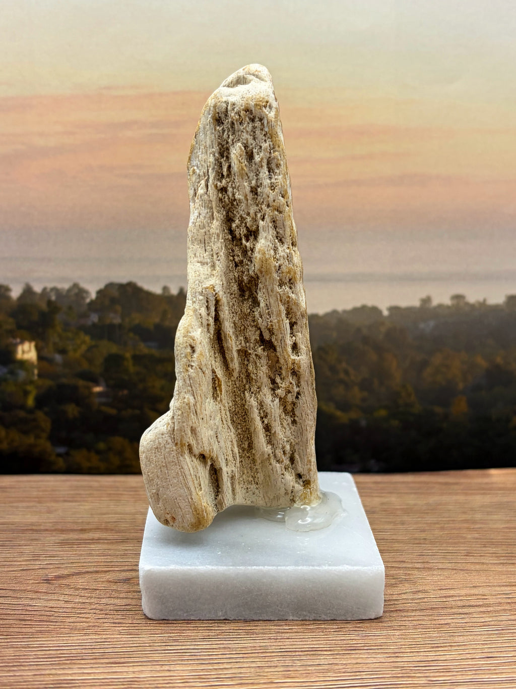 Petrified Wood Specimen (with stand)