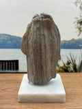 Petrified Wood Specimen (with stand)