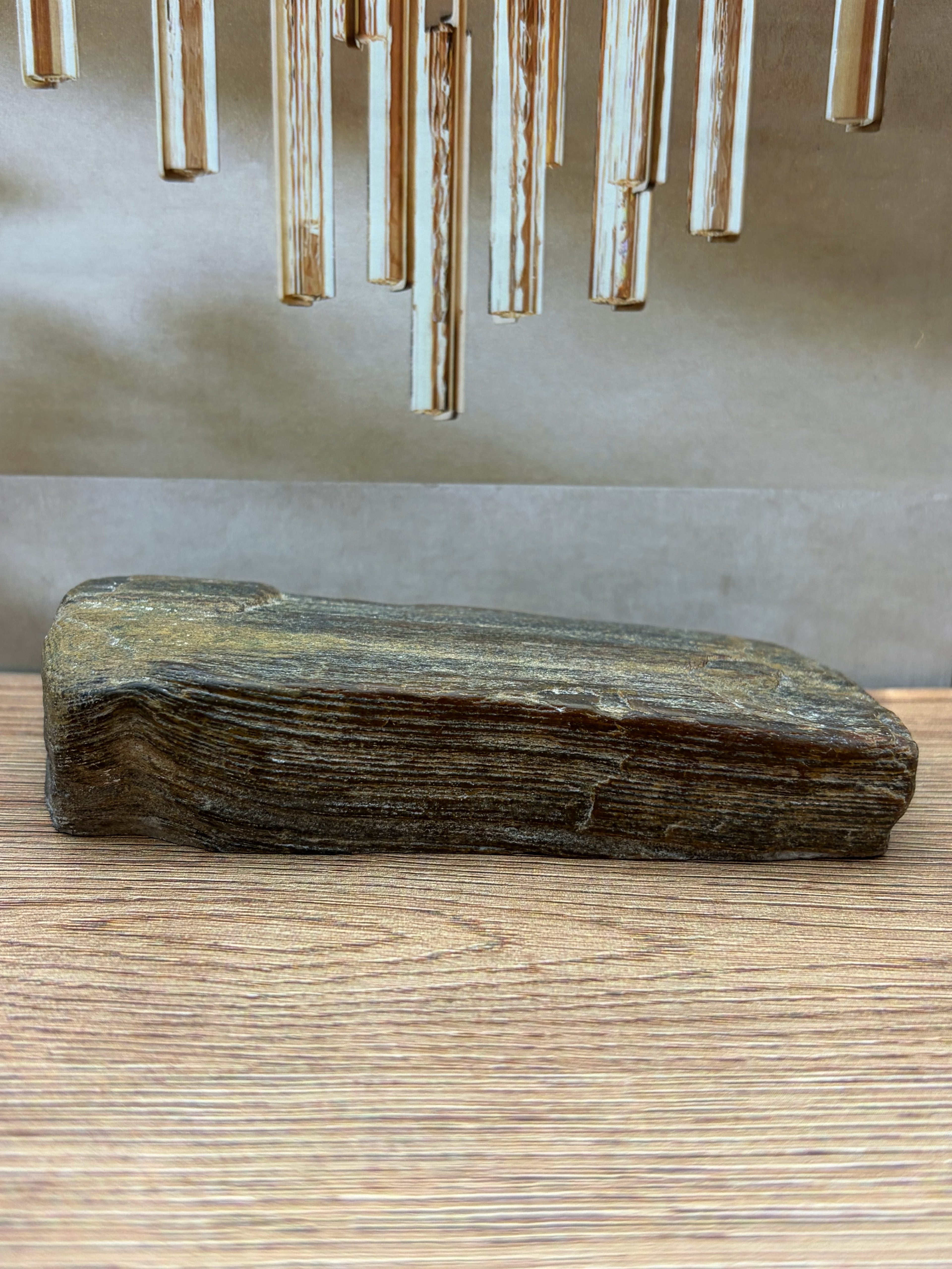 Petrified Wood Specimen, Polished