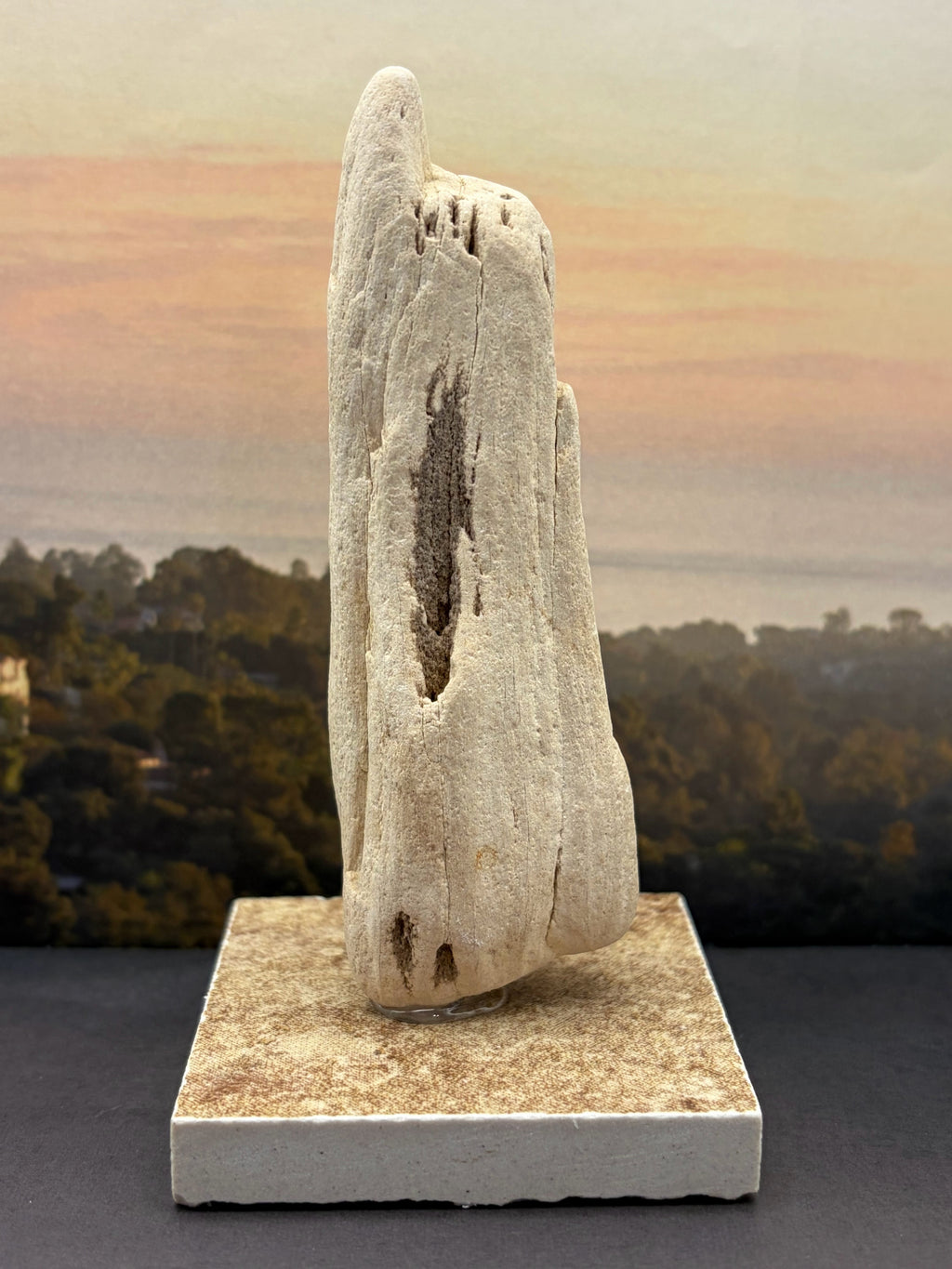 Petrified Wood Specimen (with stand) "The Pointer"