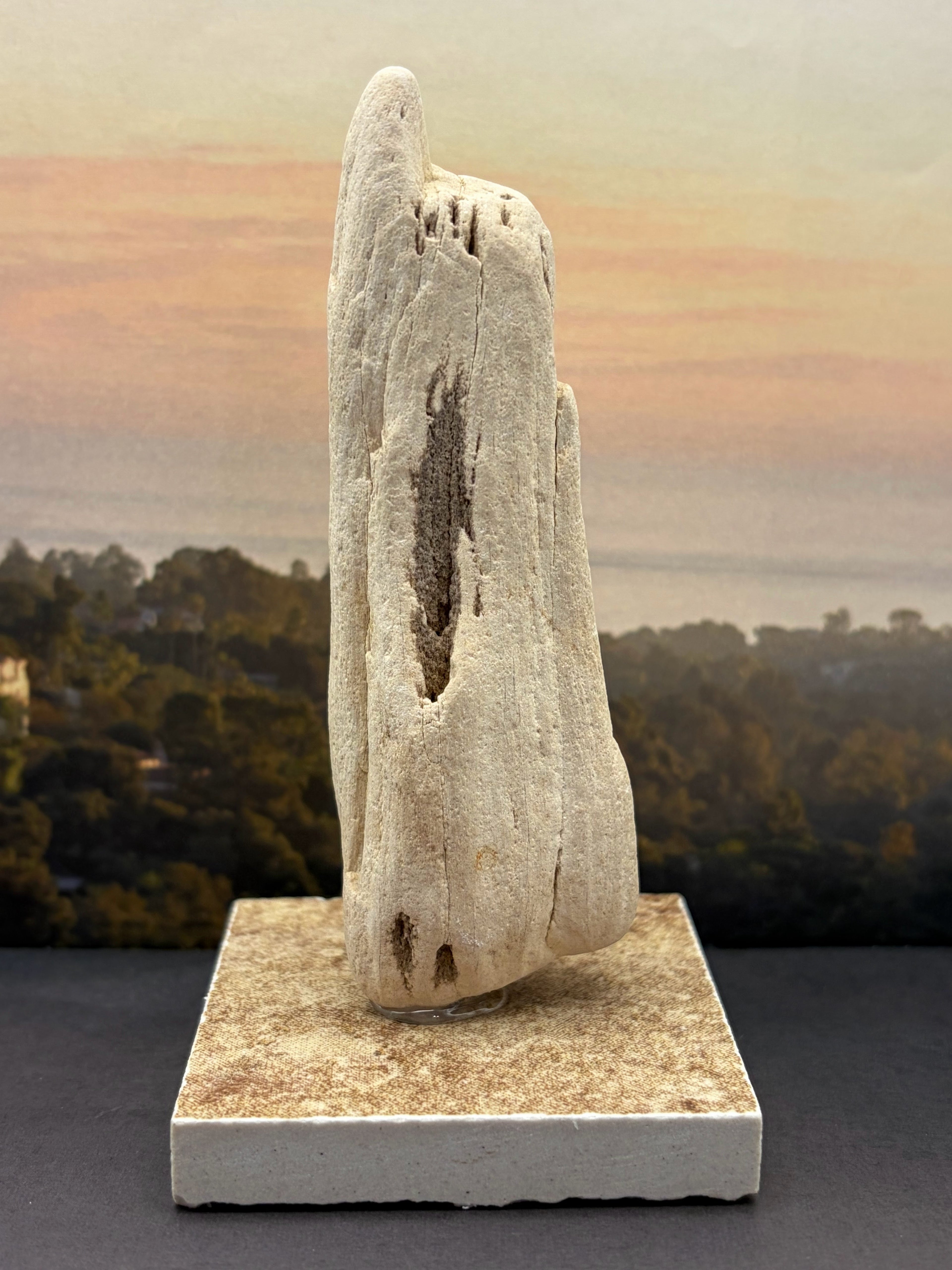 Petrified Wood Specimen (with stand) "The Pointer"